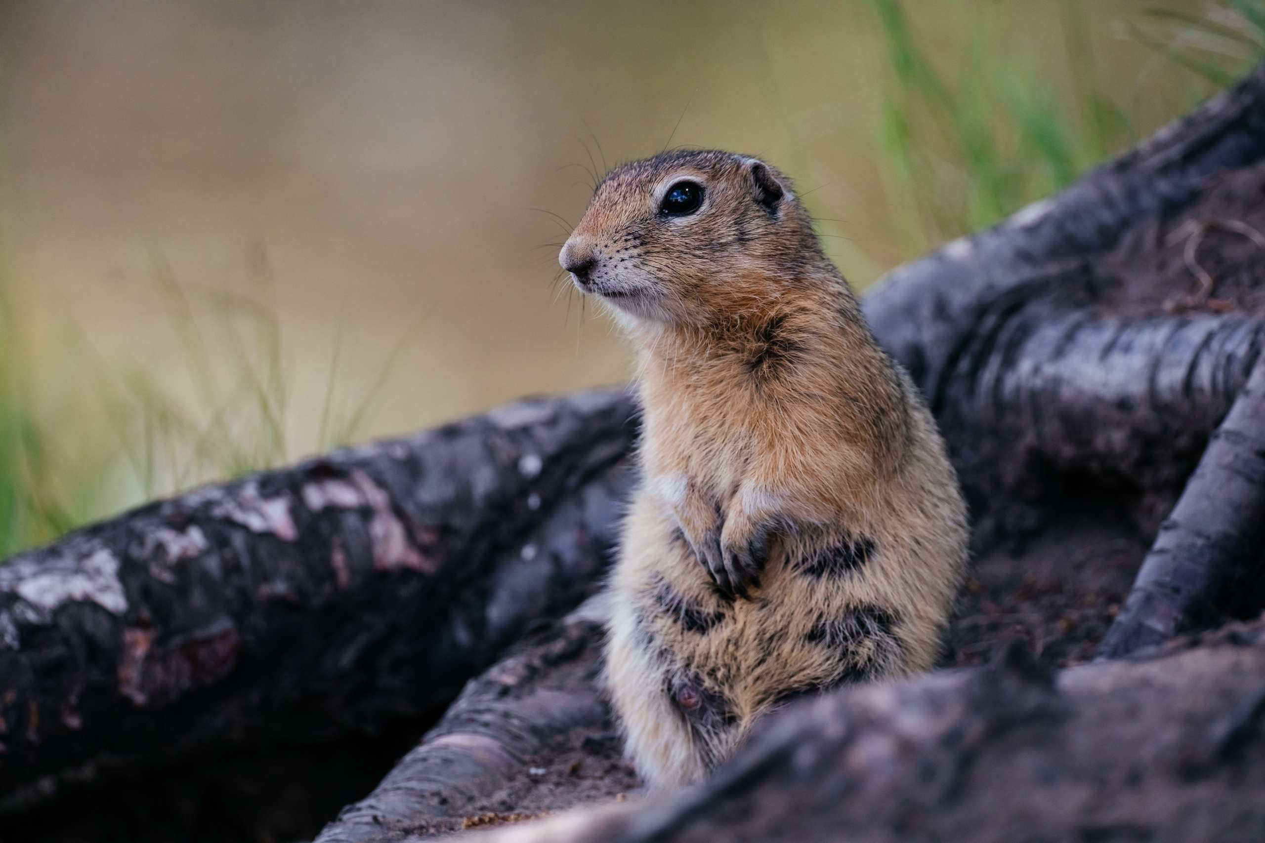 Суслики. Фотограф в Красноярске Оксана Корчагина