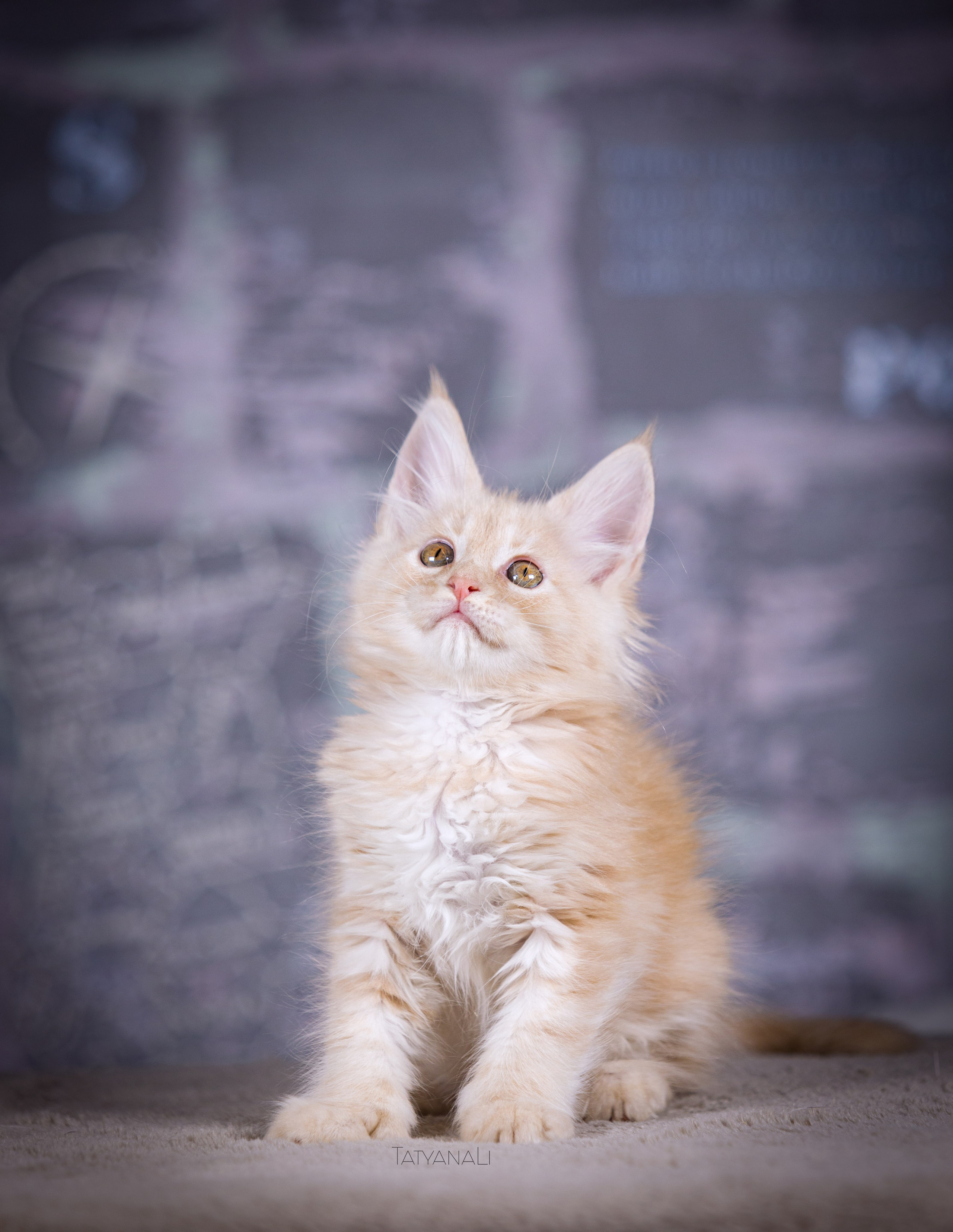 Котята. Фотограф — анималист Татьяна Ли