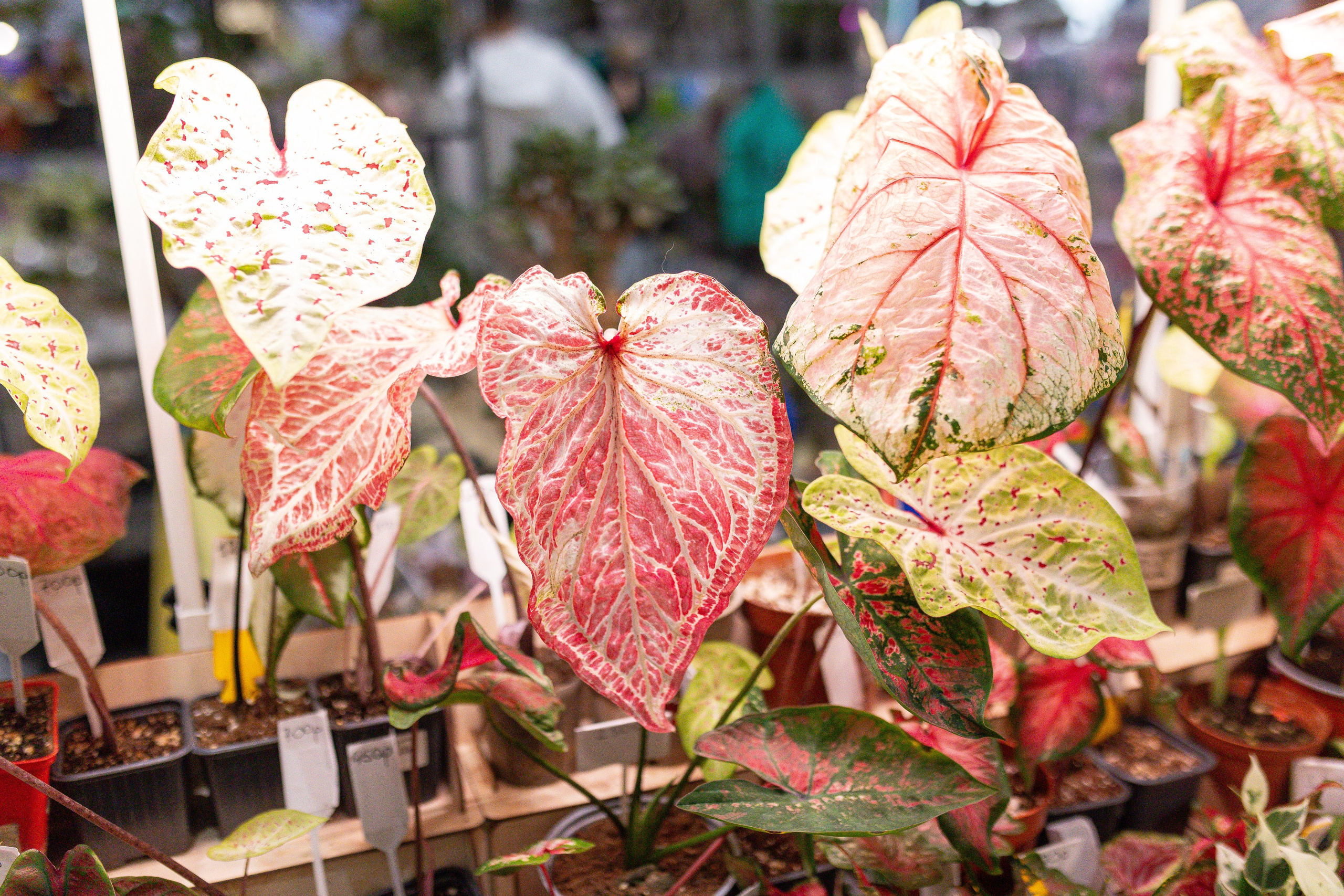 Орхидиум май 2025. Александра Куликова фотограф, Москва