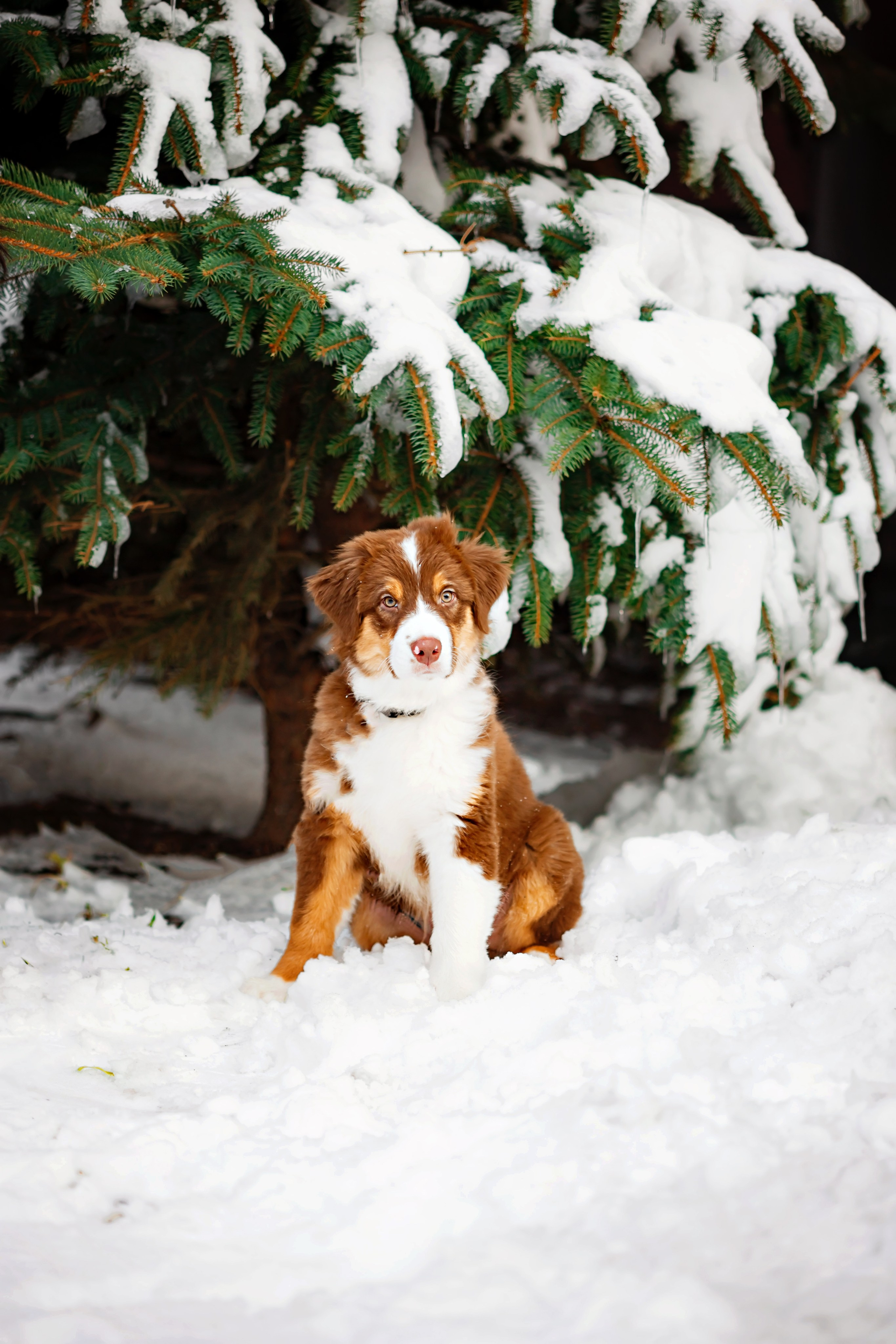 Аксель. Семейный фотограф в Екатеринбурге