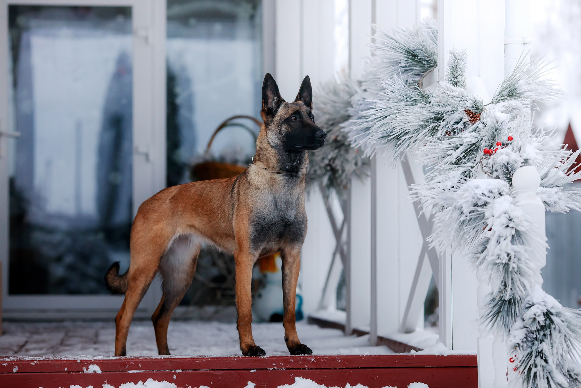 Зимние портреты. Фотограф-анималист Mary Mart — Москва, Питер