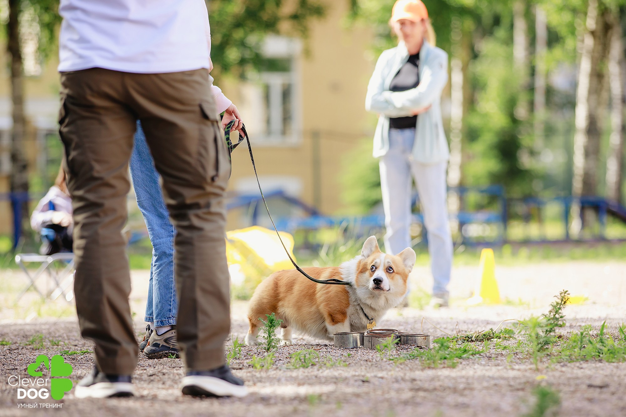 Семинар по поиску запаха с Иваном Ломовым, организатор CleverDog, СПб. Фотограф-анималист Mary Mart — Москва, Питер