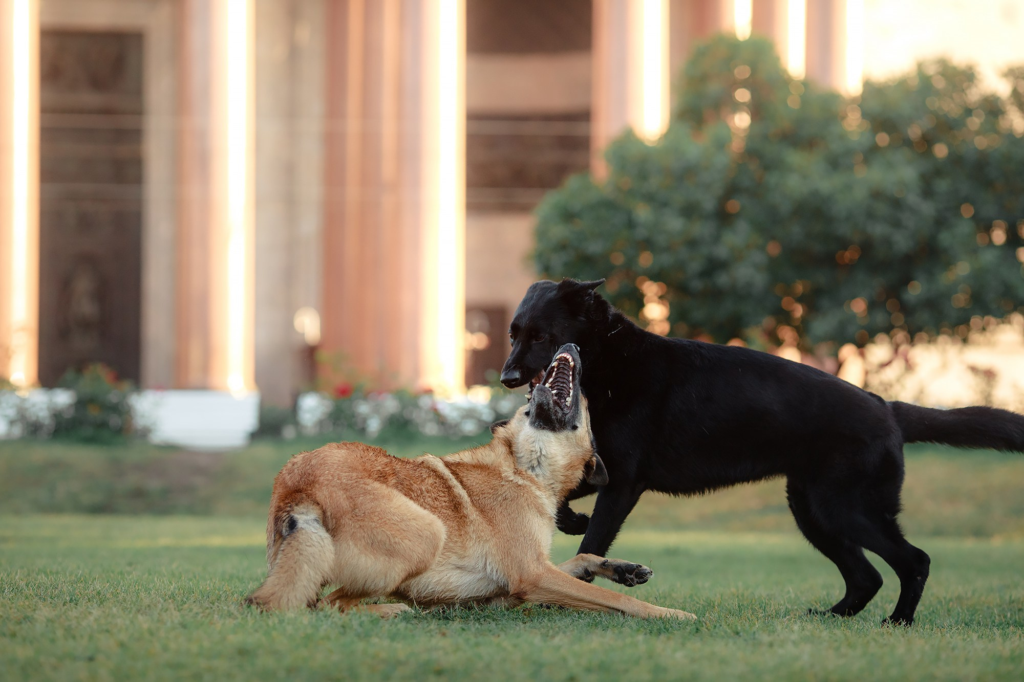 Алена, Кай и Мара. Фотограф-анималист Mary Mart — Москва, Питер