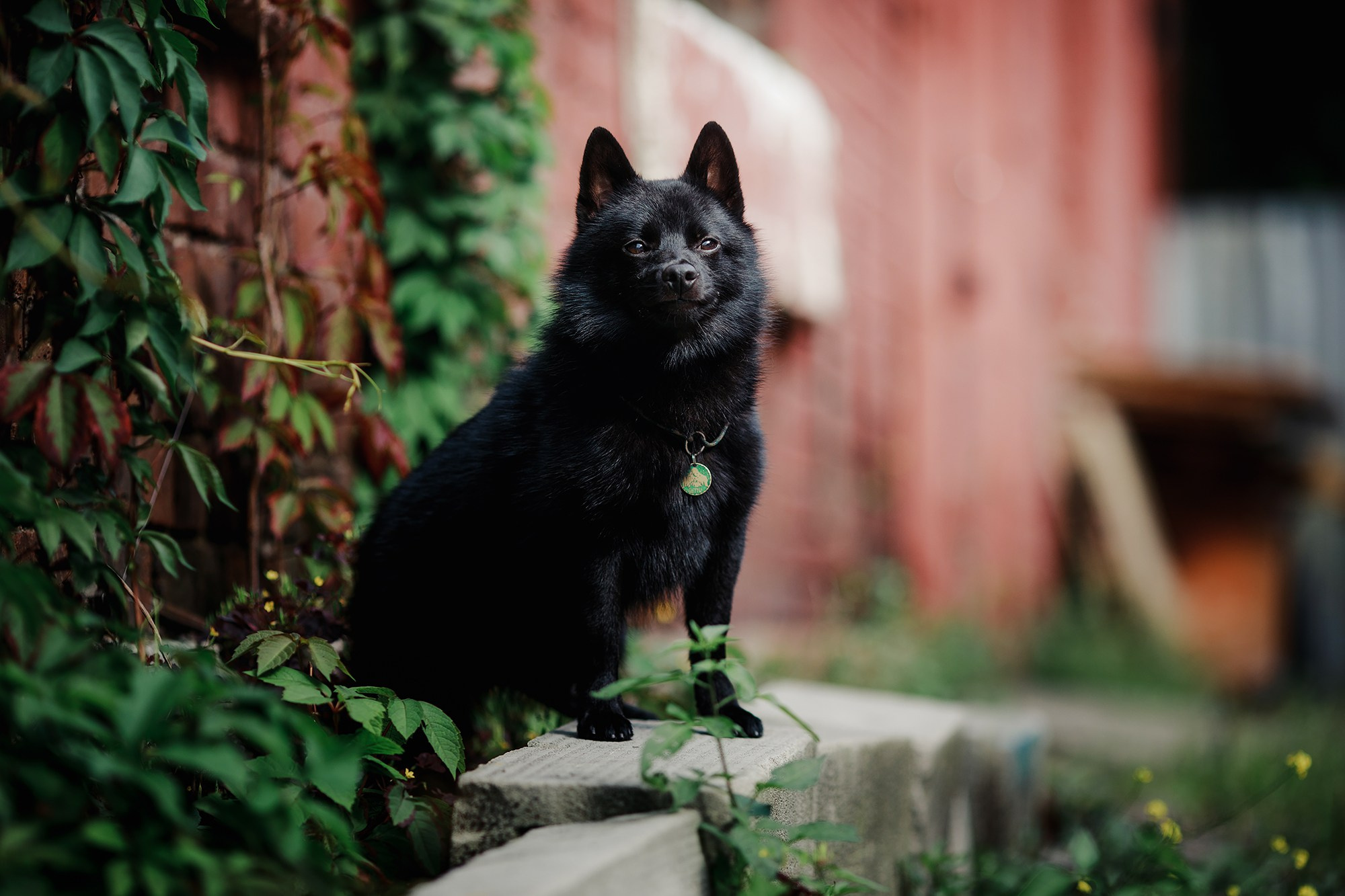 Саша, Маша и шипперке Йети. Фотограф-анималист Mary Mart — Москва, Питер