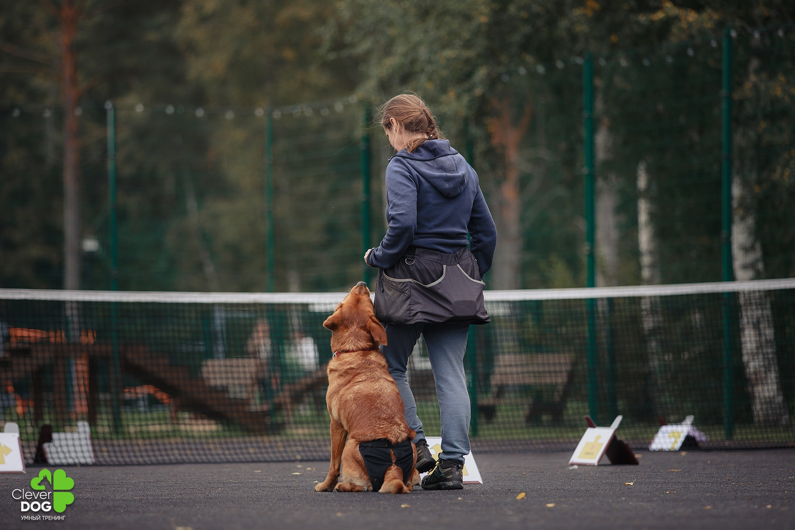 Кинологический лагерь CleverDog, 2024. Фотограф-анималист Mary Mart — Москва, Питер