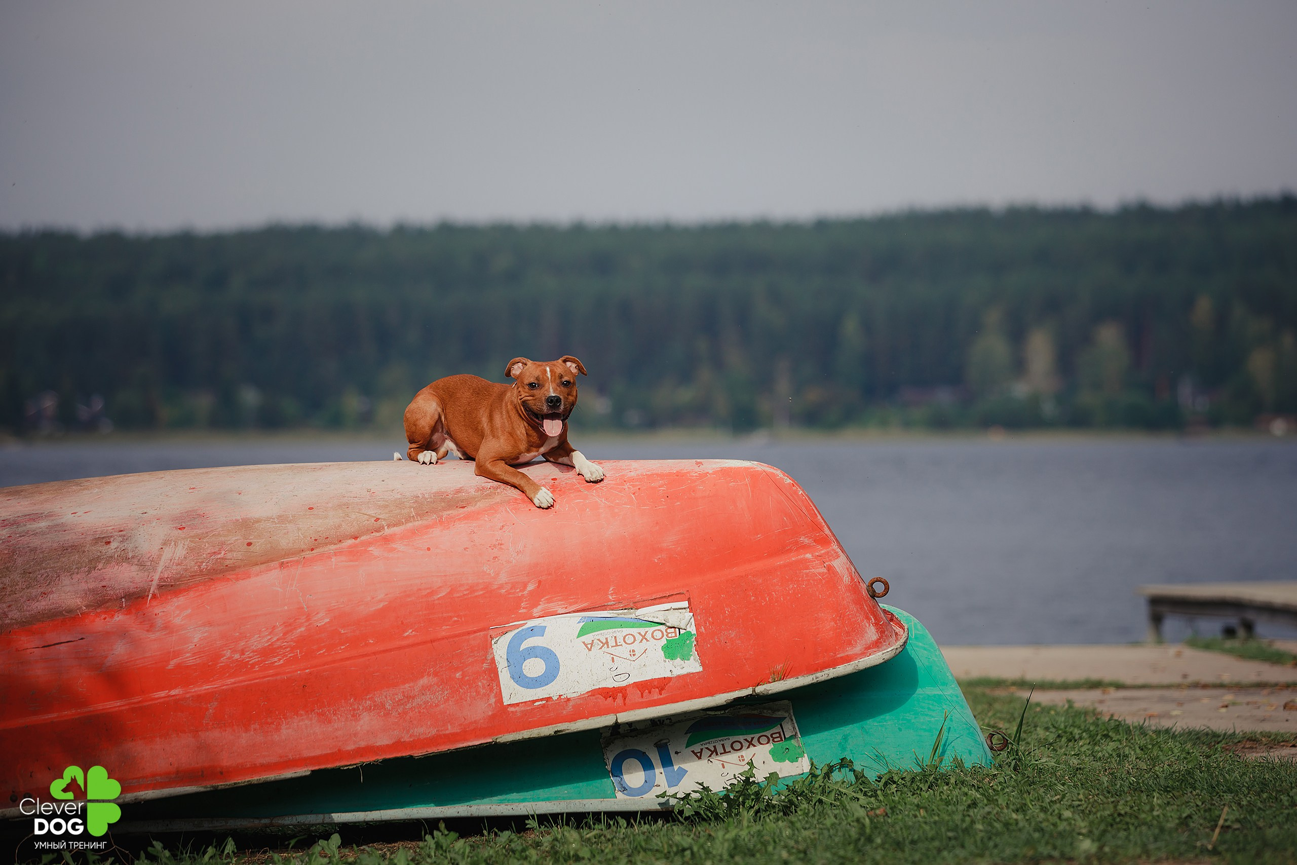 Кинологический лагерь CleverDog, 2024. Фотограф-анималист Mary Mart — Москва, Питер