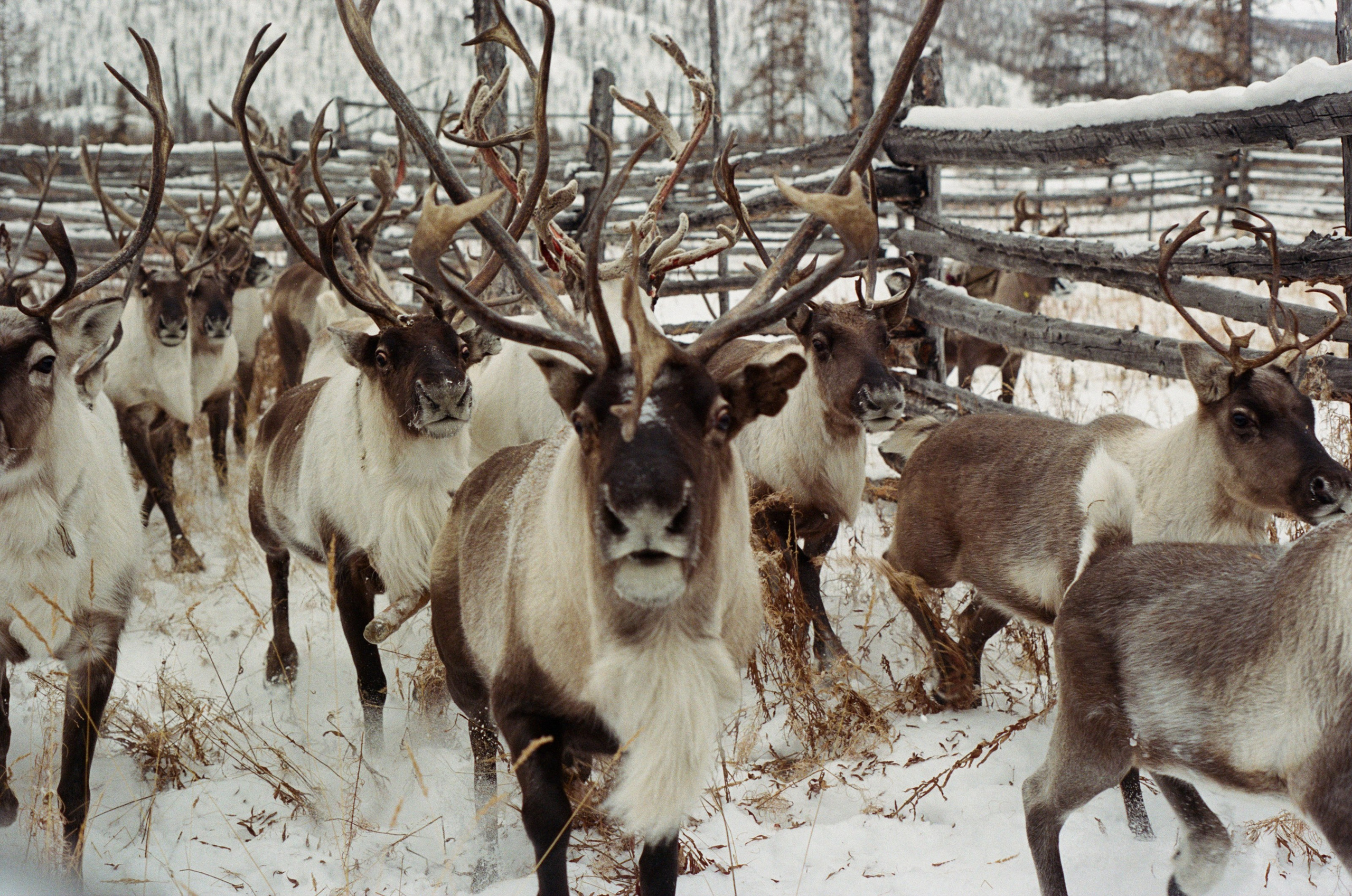 Не забудь накормить озеро. Natalya Madilyan