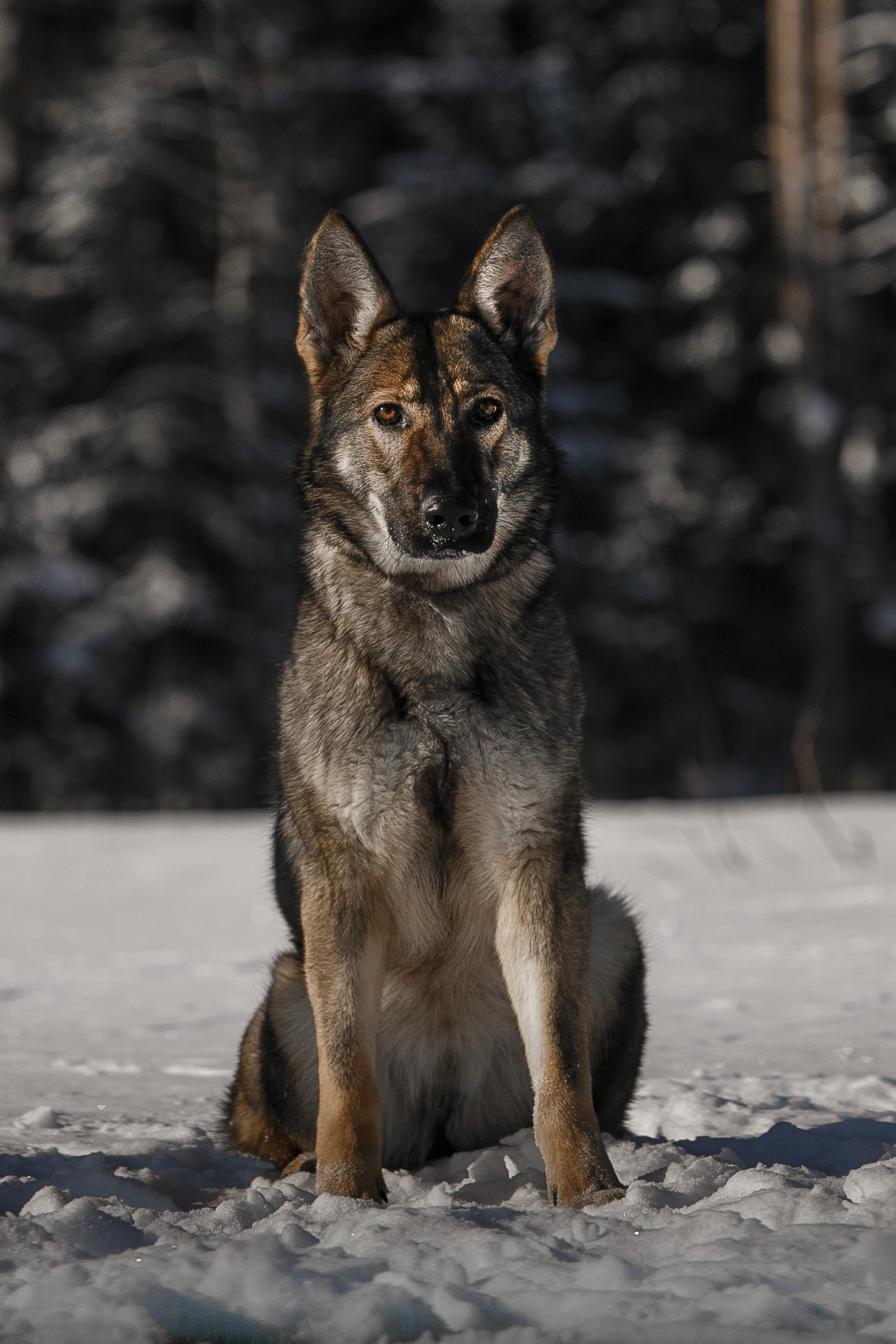 Фотосъемка собак для питомника немецких овчарок. Репортажный фотограф Борис Геер