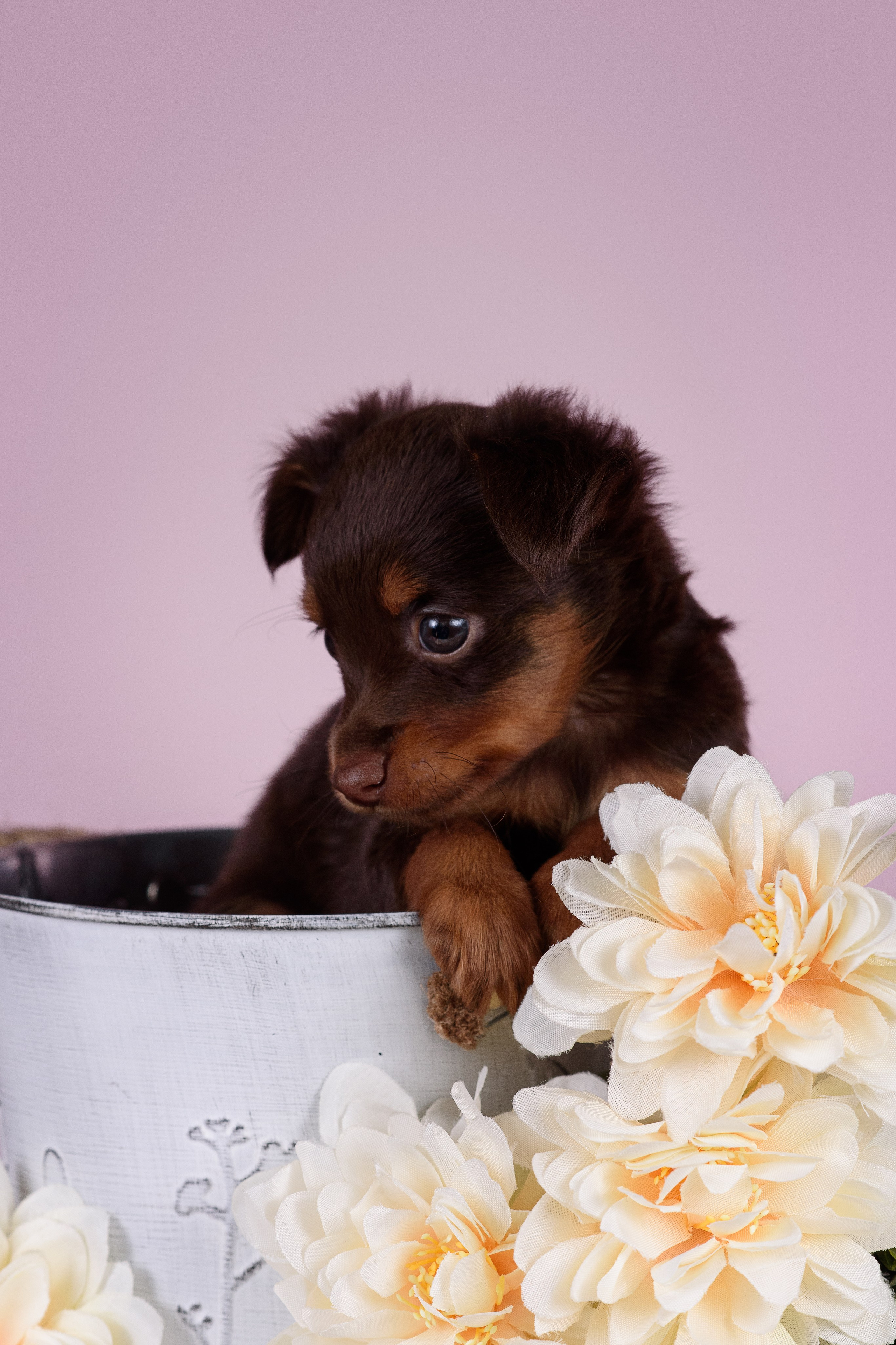 Щенки Пражских крысариков -13.04.2024. Фотограф — Анималист | Анна Абрамова