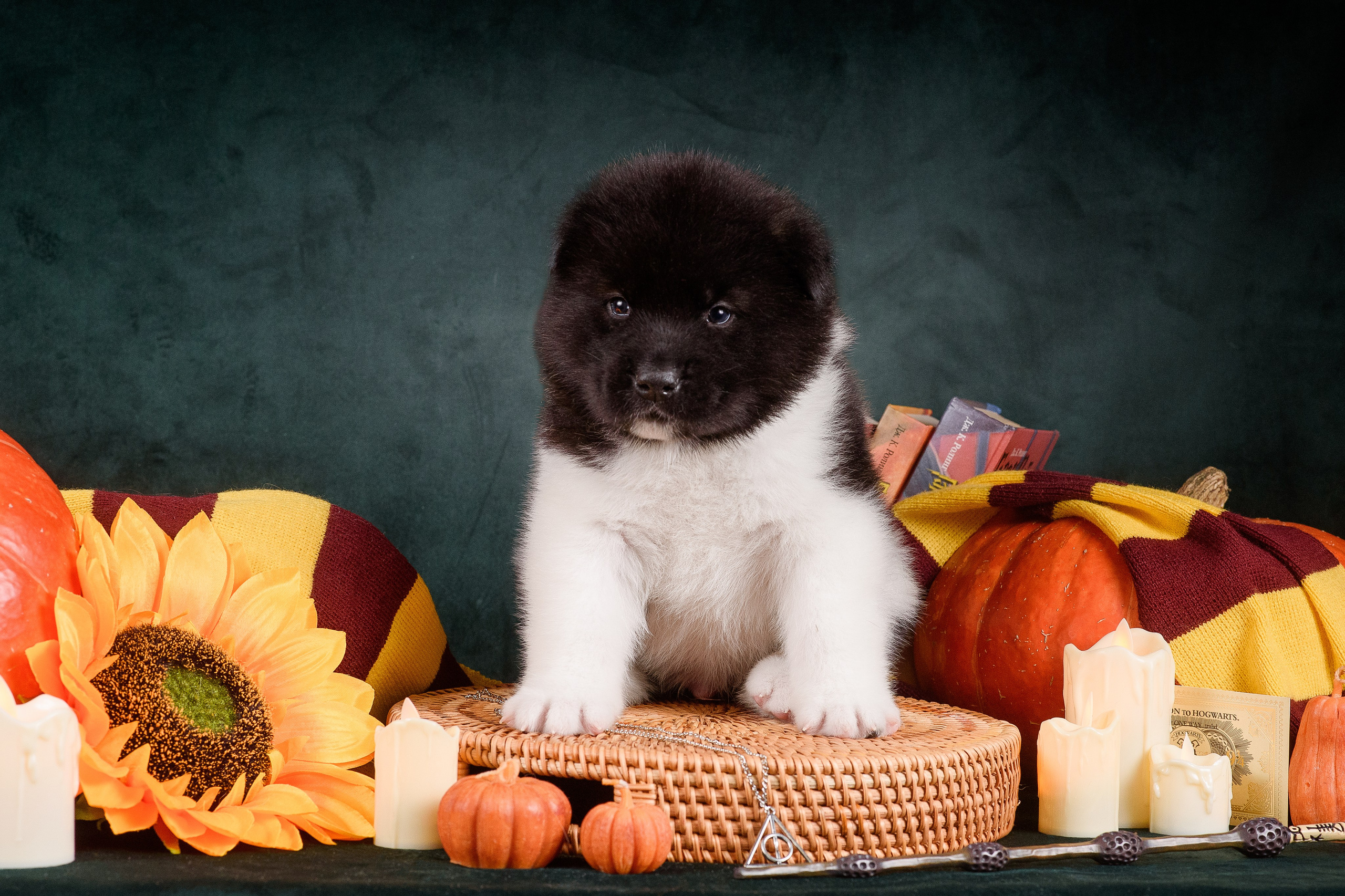 Щенки Американской Акиты — 04.11.2024. Фотограф — Анималист | Анна Абрамова