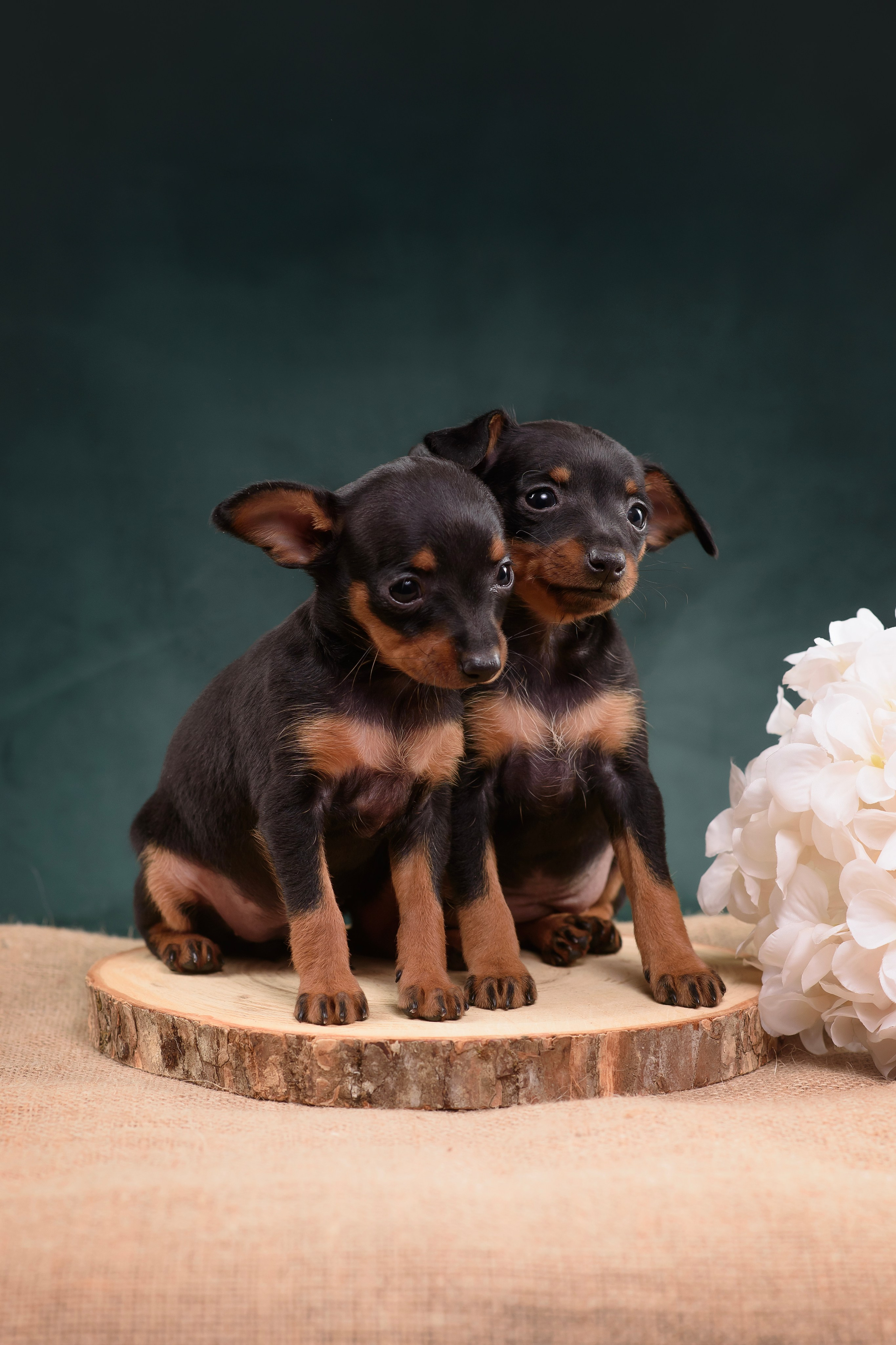 Щенки Пражского крысарика — 19.10.2025. Фотограф — Анималист | Анна Абрамова