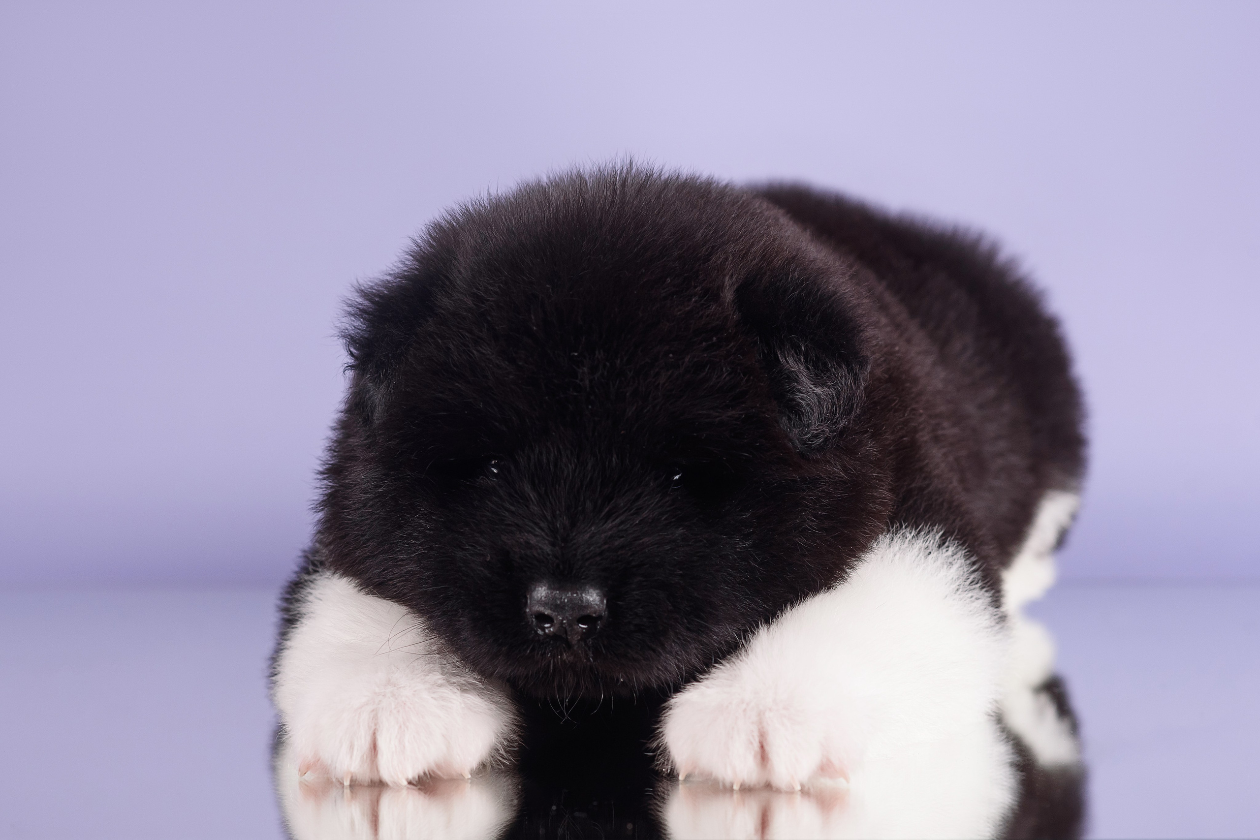 Щенки Американской Акиты — 04.11.2024. Фотограф — Анималист | Анна Абрамова