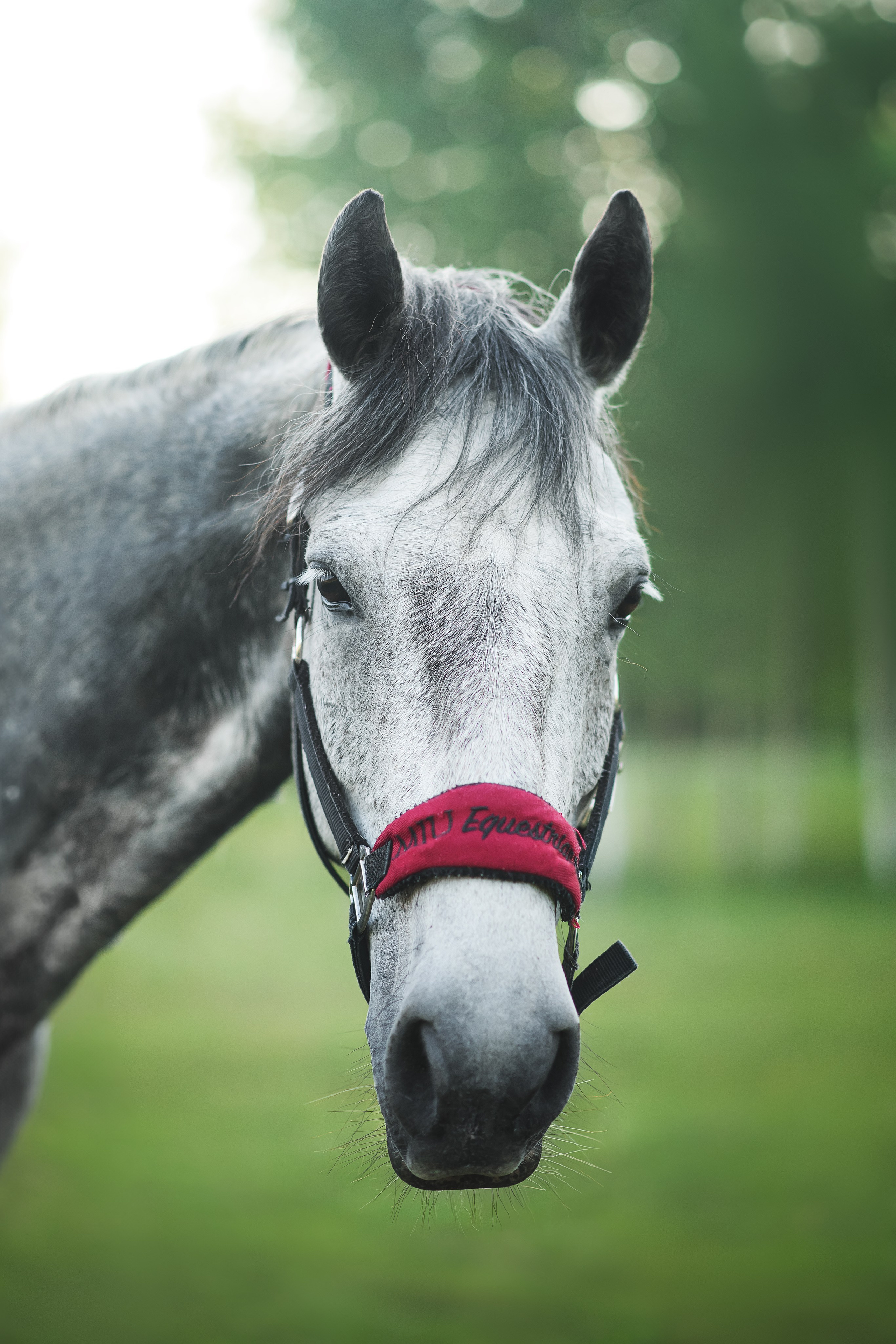 Дакар и Рамина — 29.06.2024. Фотограф — Анималист | Анна Абрамова