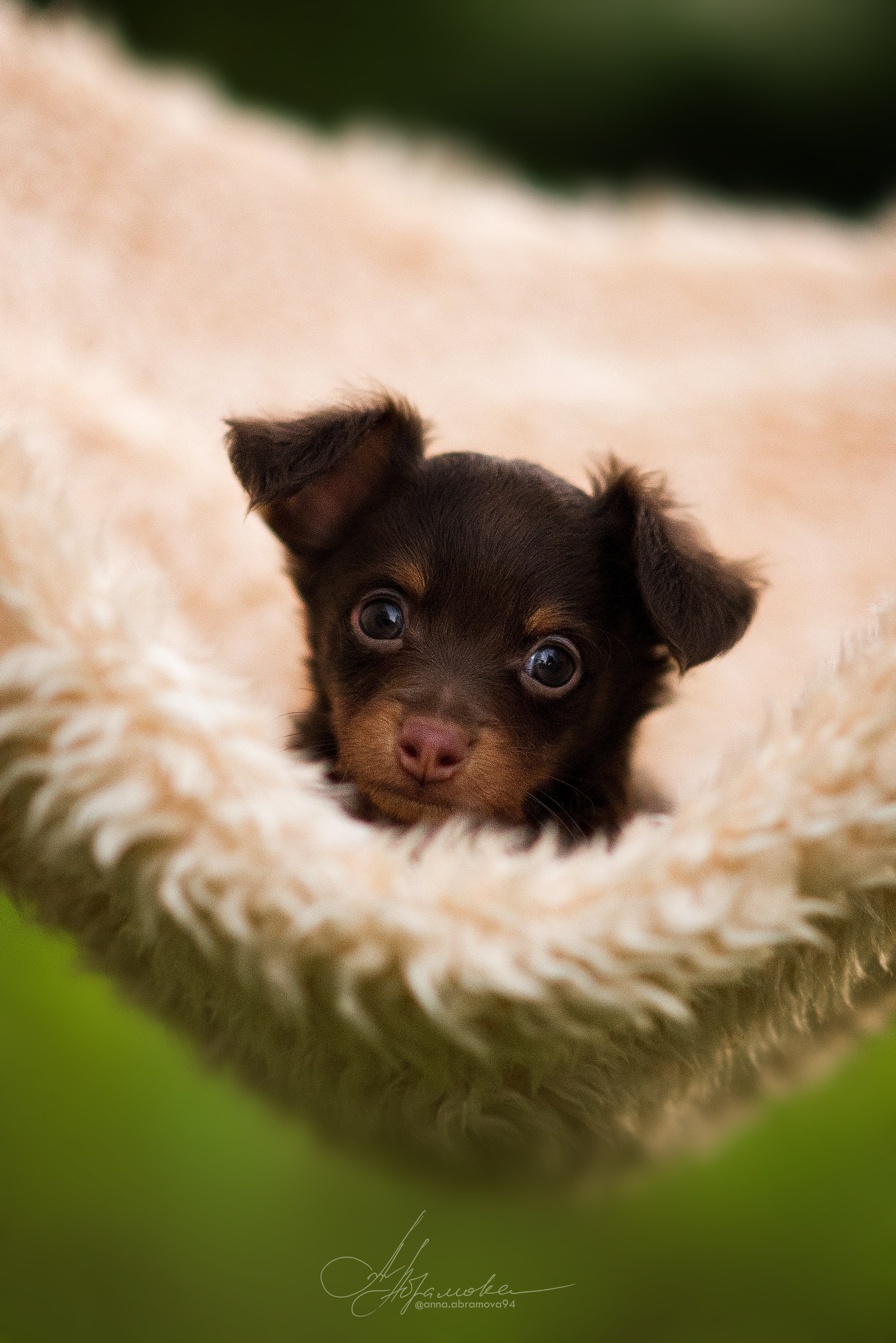 Щенки пражских крысариков — 06.08.2023. Фотограф — Анималист | Анна Абрамова