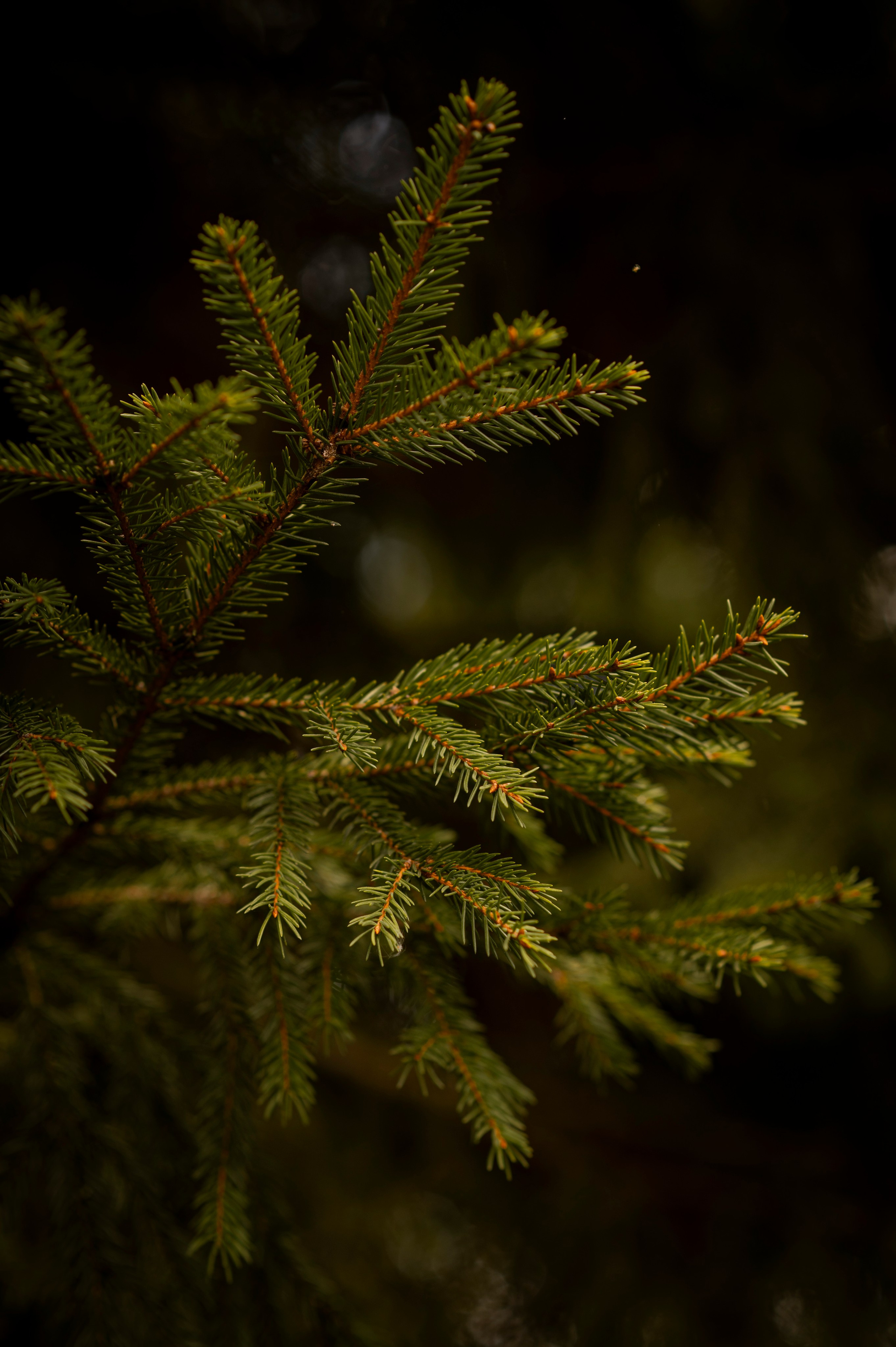 Осень во всей красе. Анна Боровикова, фотограф Пушкино