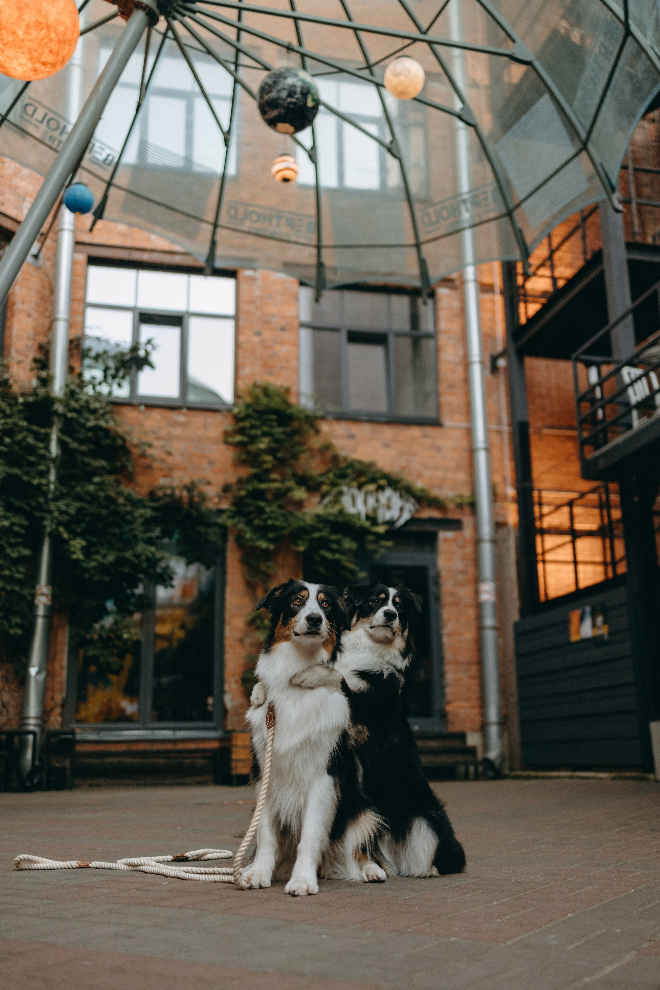 Катя и ее девочки. Фотограф — Анималист | Санкт-Петербург