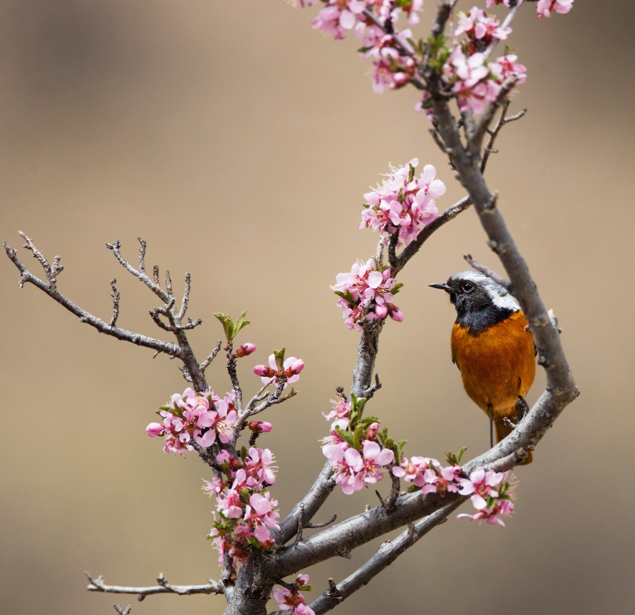 Монголия. Фотограф Владимир Медведев