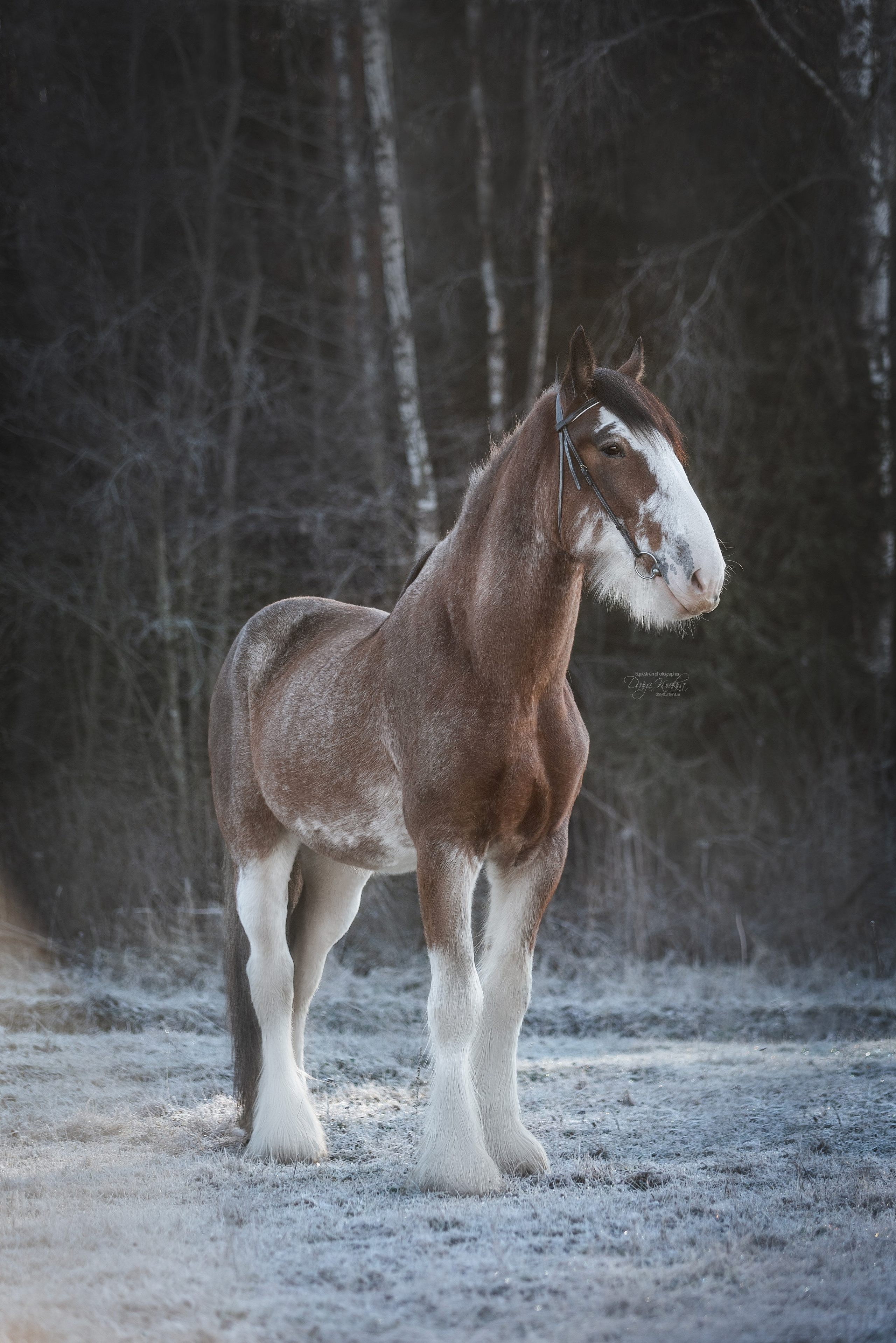 Komardins. Конный фотограф Куракина Дарья • Фотосессии с лошадьми