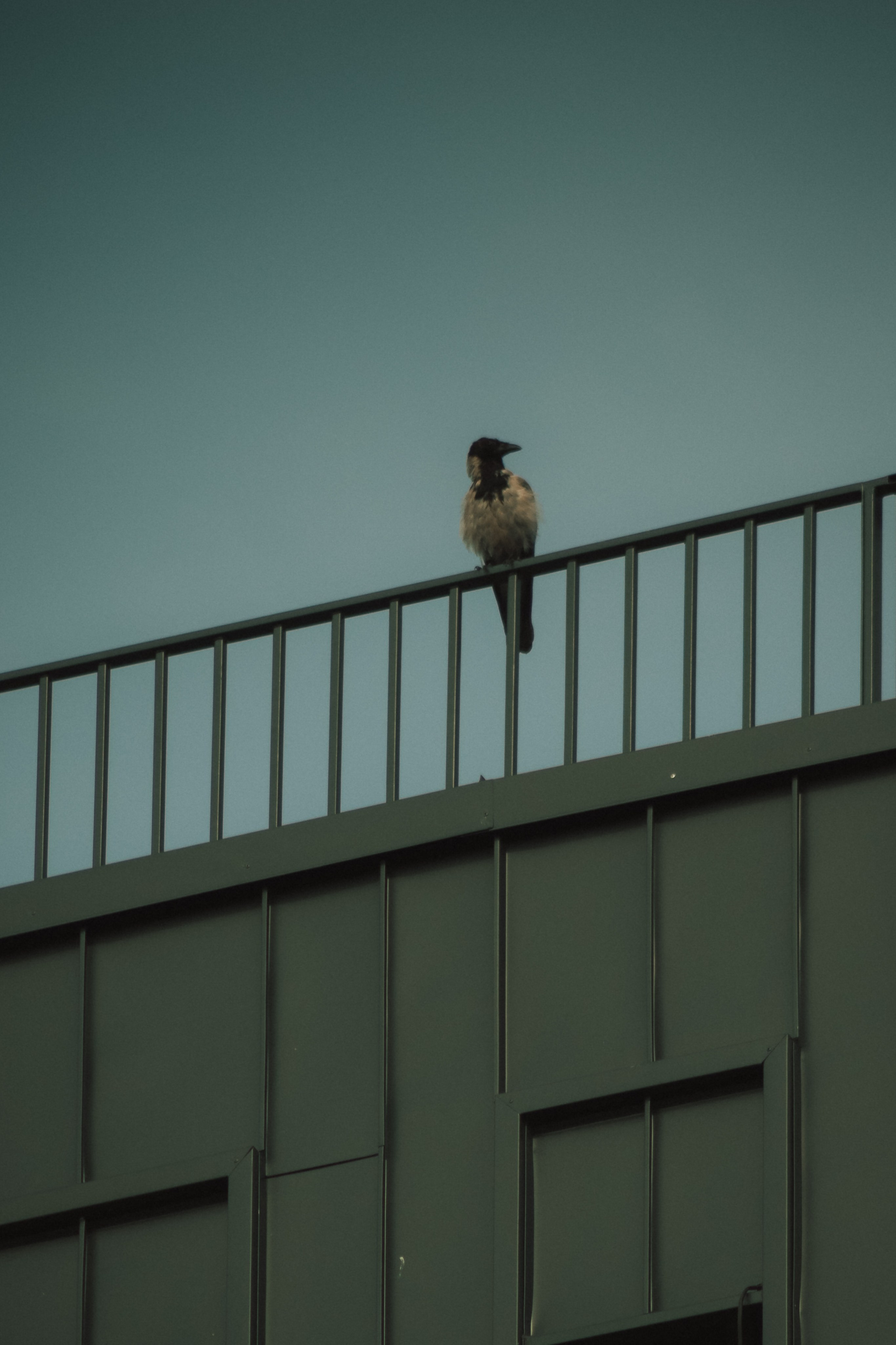 Р А З Н А Я — Ж И В Н О С Т Ь. — Digital Noise —