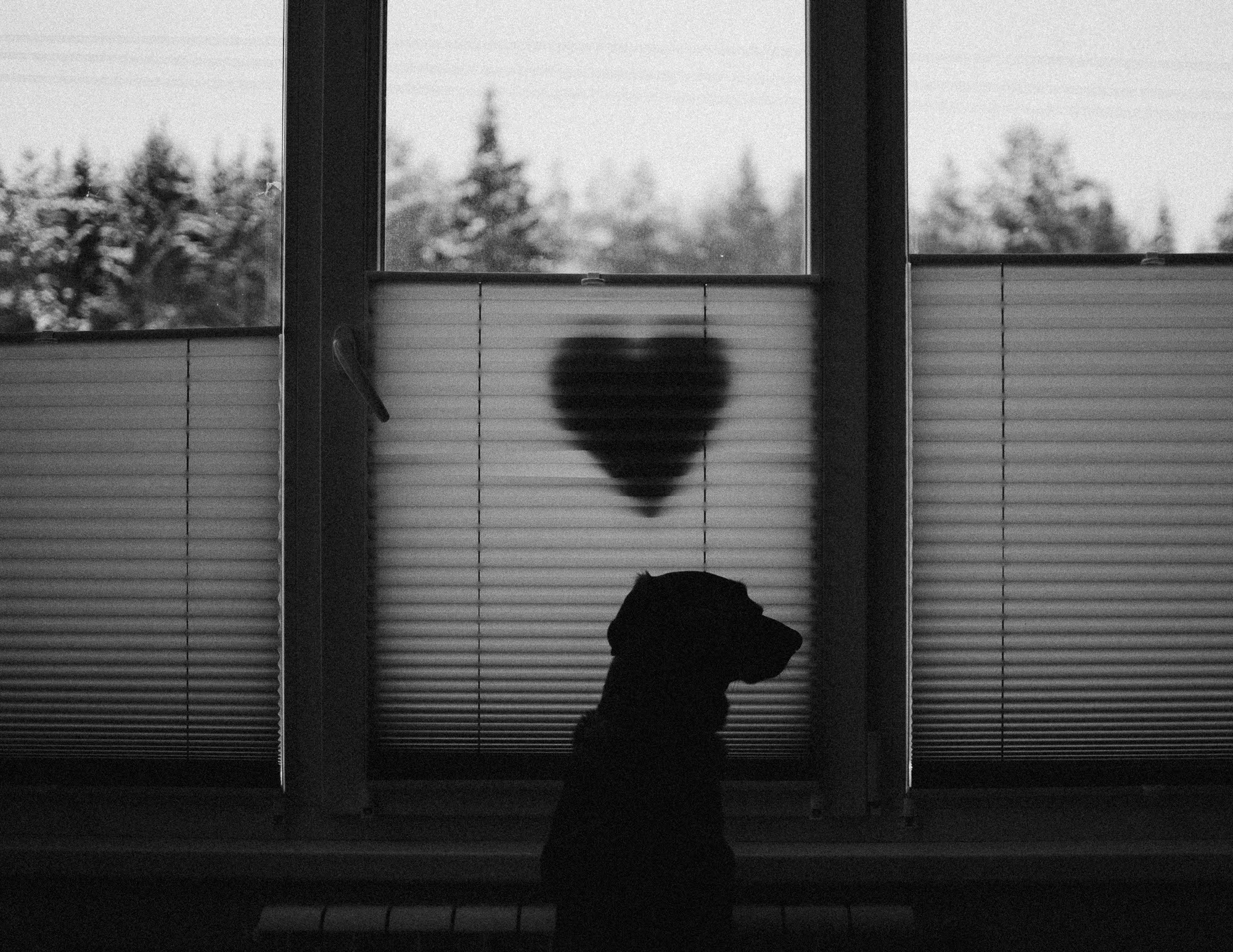 Real moments between people and their dogs