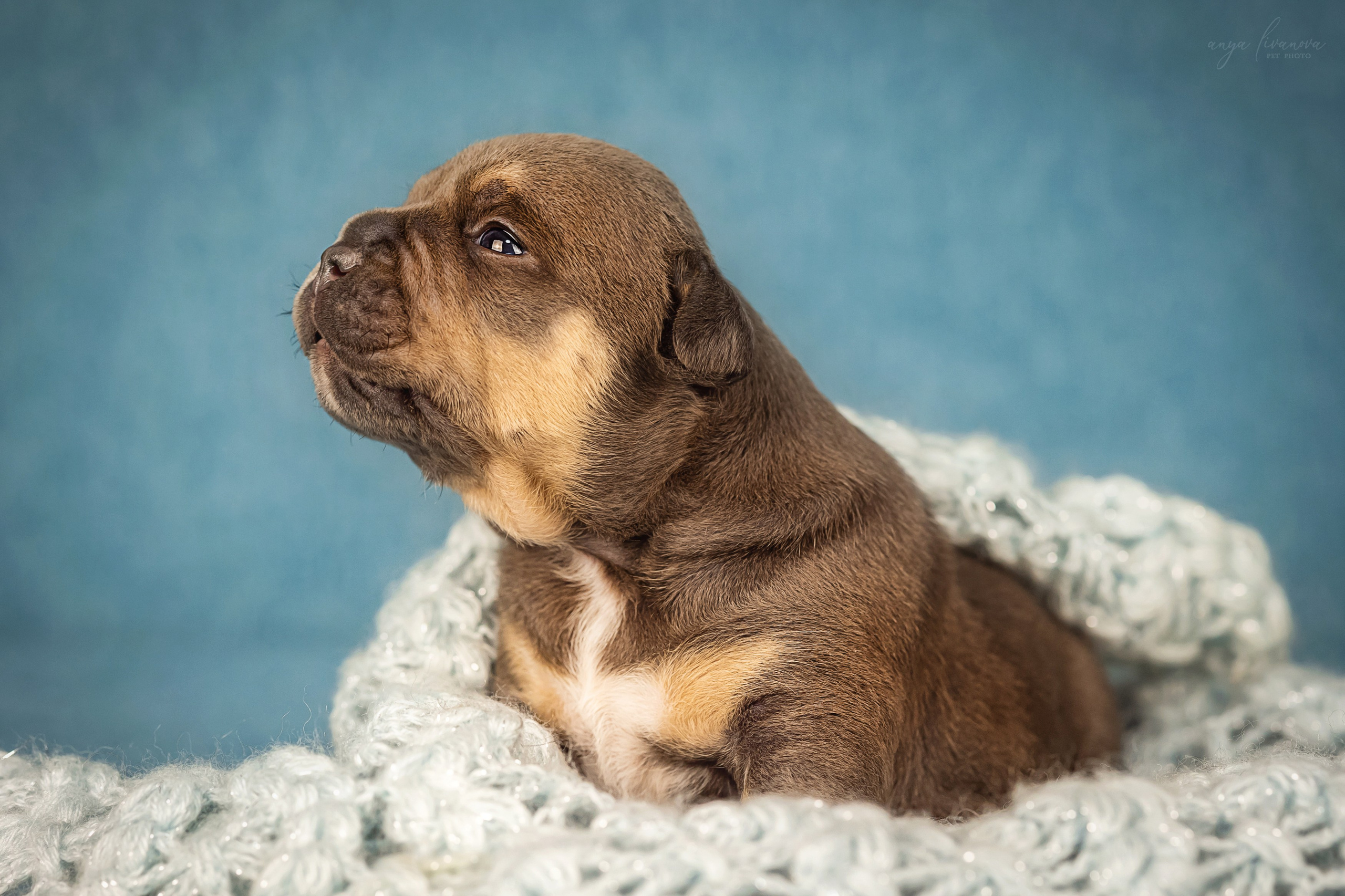 Амбулли. Фотограф анималист Аня Ливанова | Рыбинск