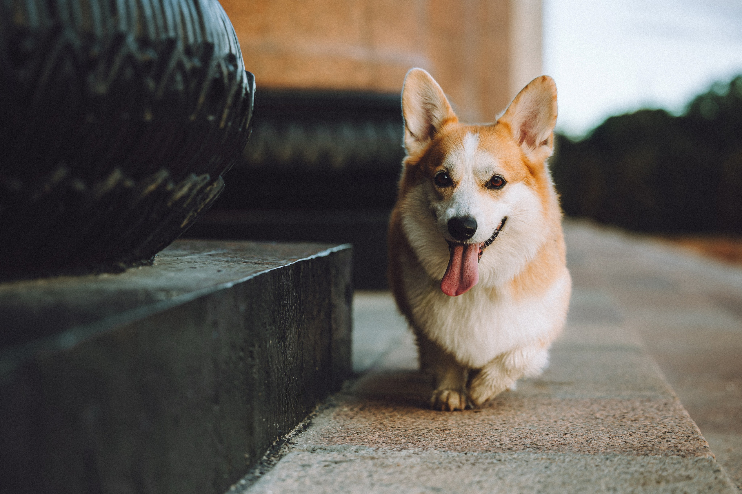 Пуговка и ее семья