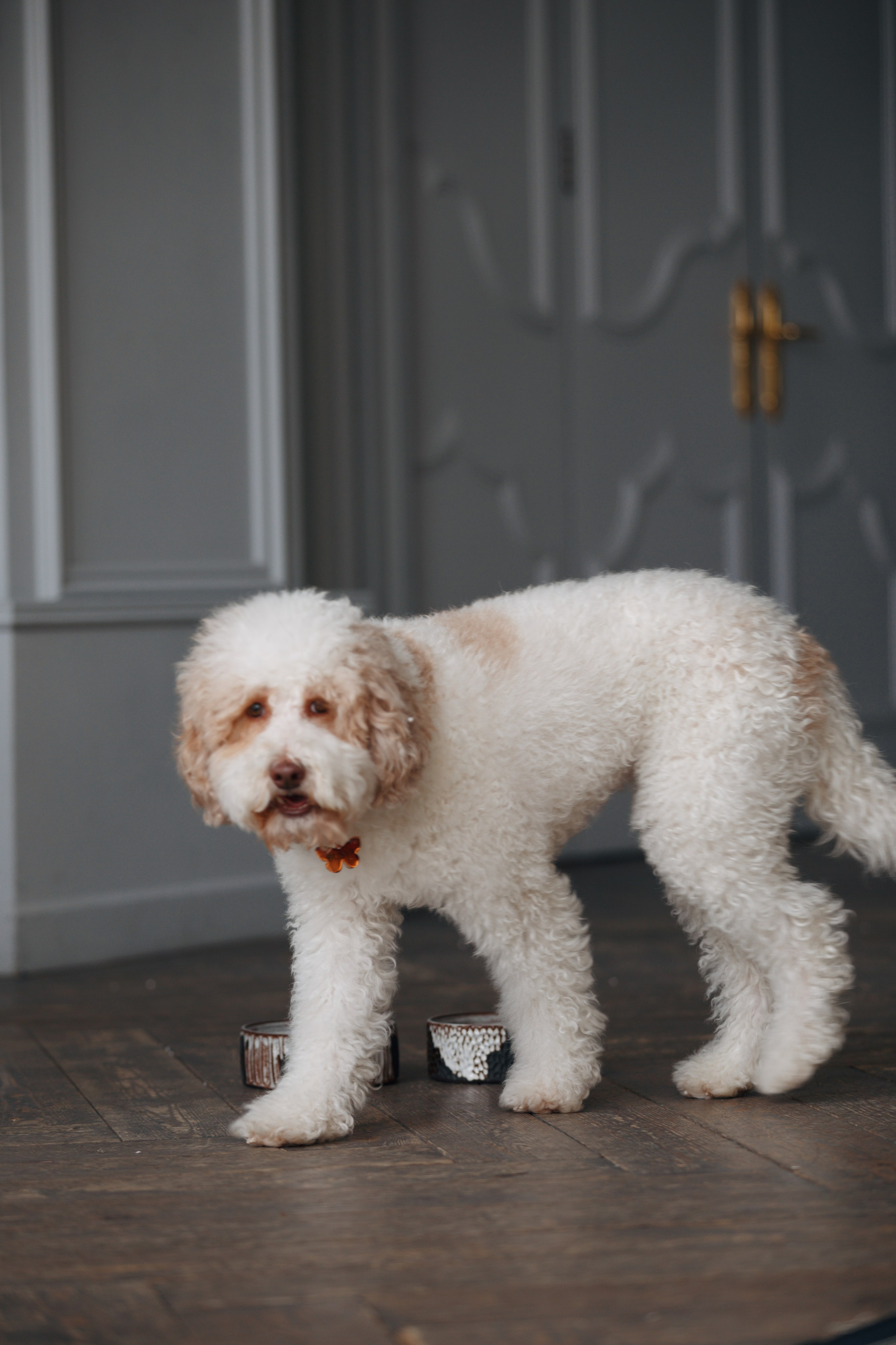 Bmbh лежанки и адресники. Фотограф анималист Кристина Карпова, Москва