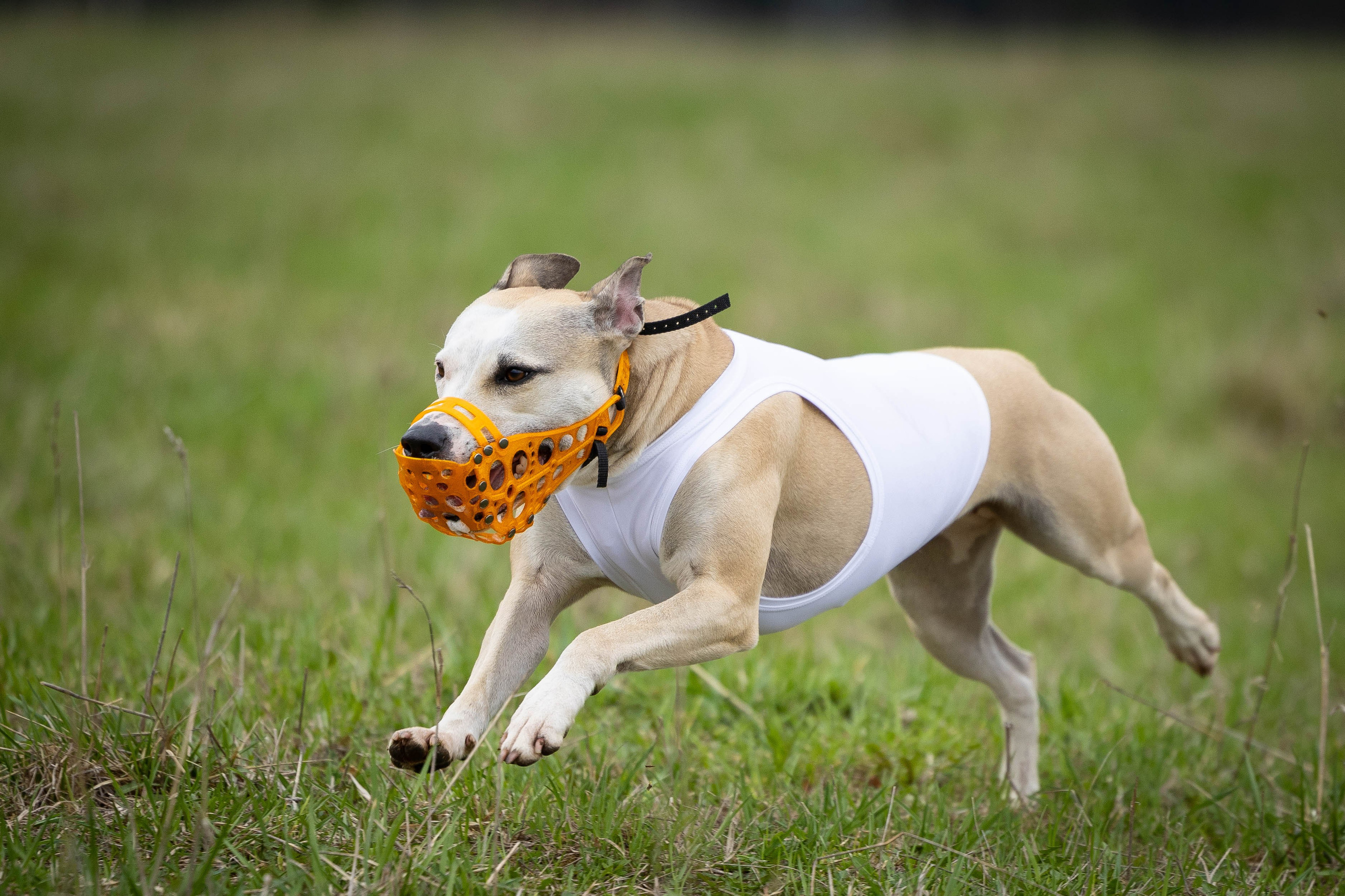 Курсинг. Фотограф Анималист в Перми Анастасия Остерман
