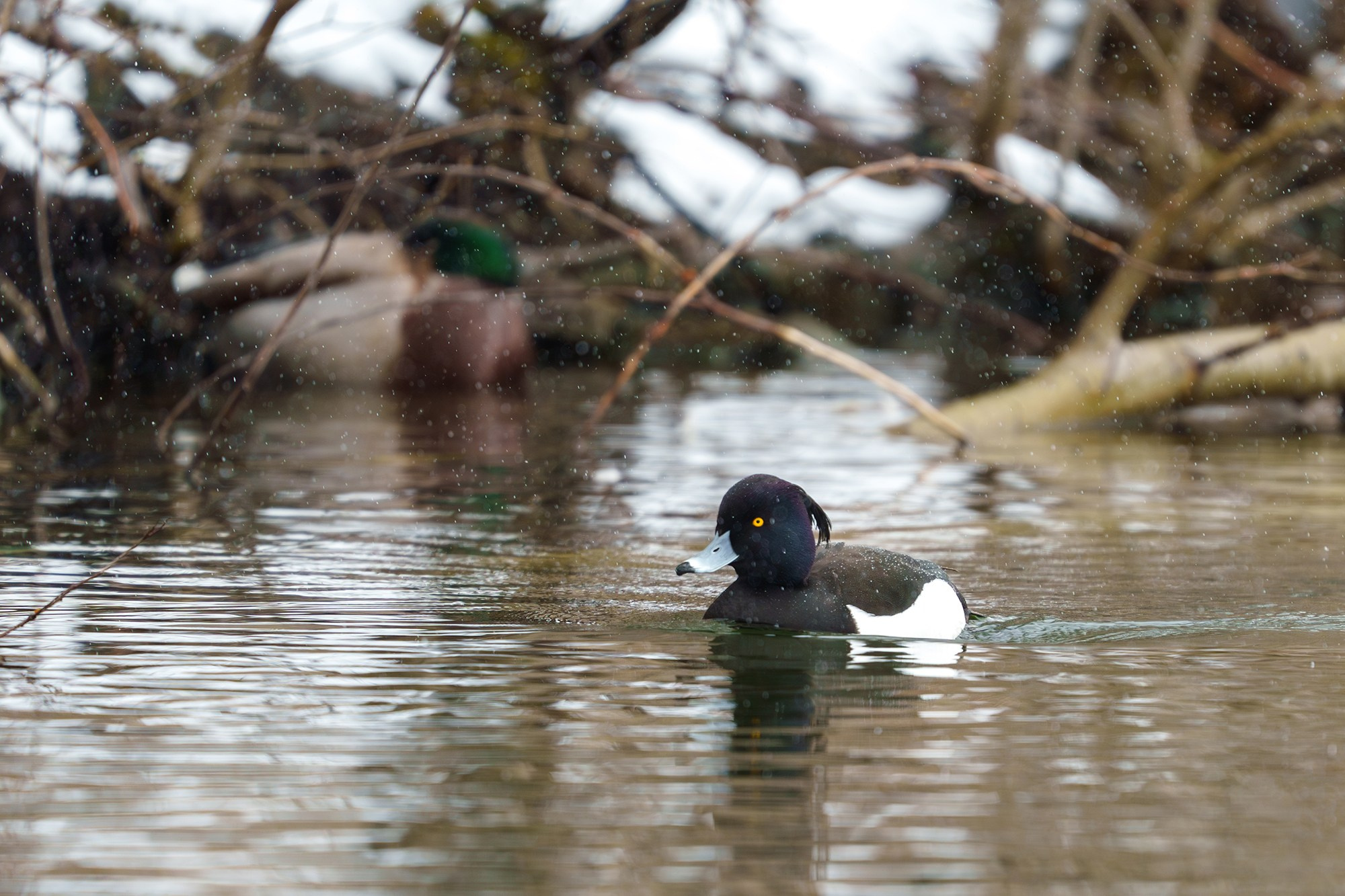 Удивительные мир птиц. Вокруг нас столько прекрасного — присмотритесь!. Ваш личный фотограф Марина Волкова