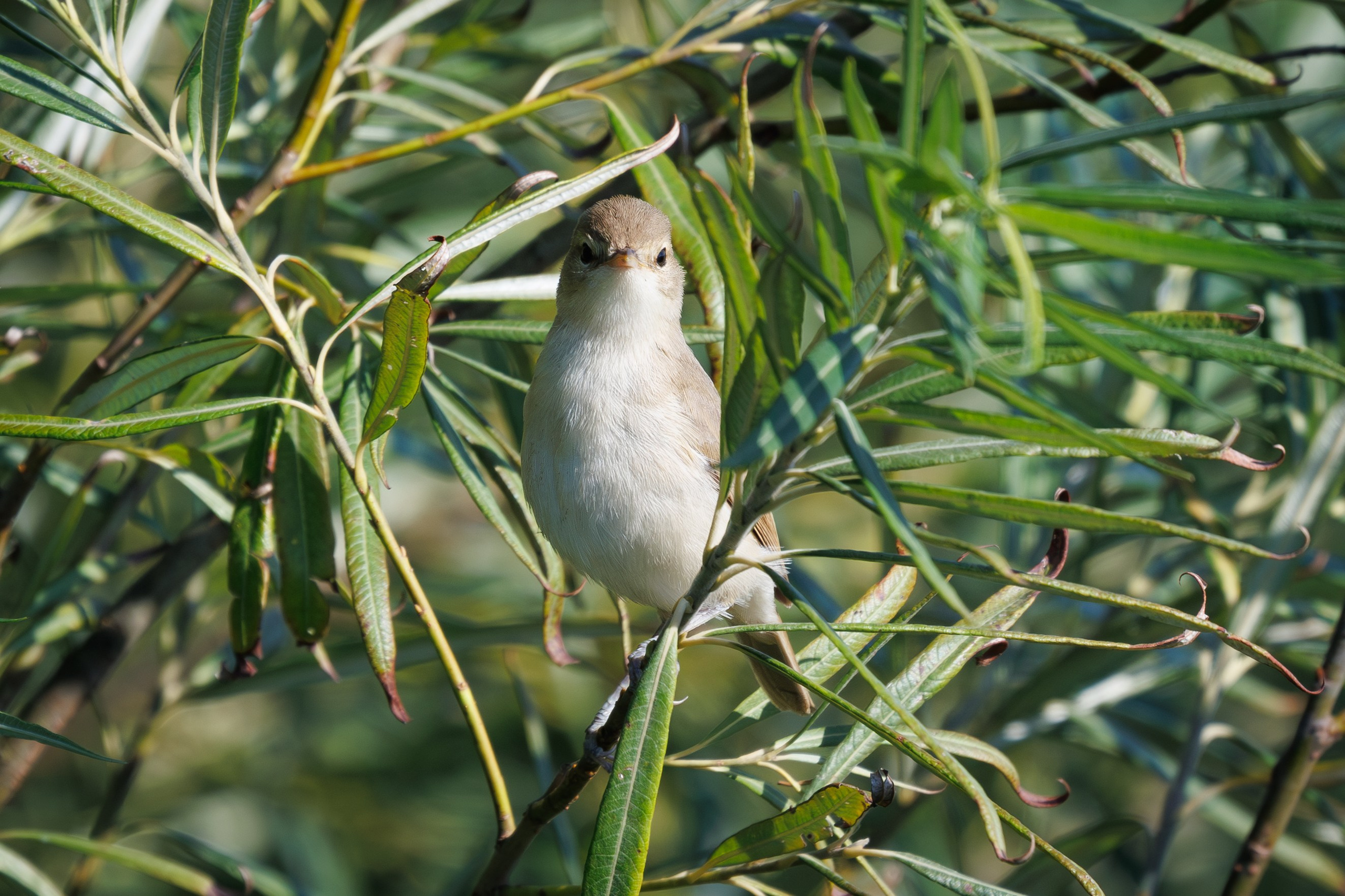 Птицы Москворецкого пойменного заказника. Птицы парков г. Люберцы