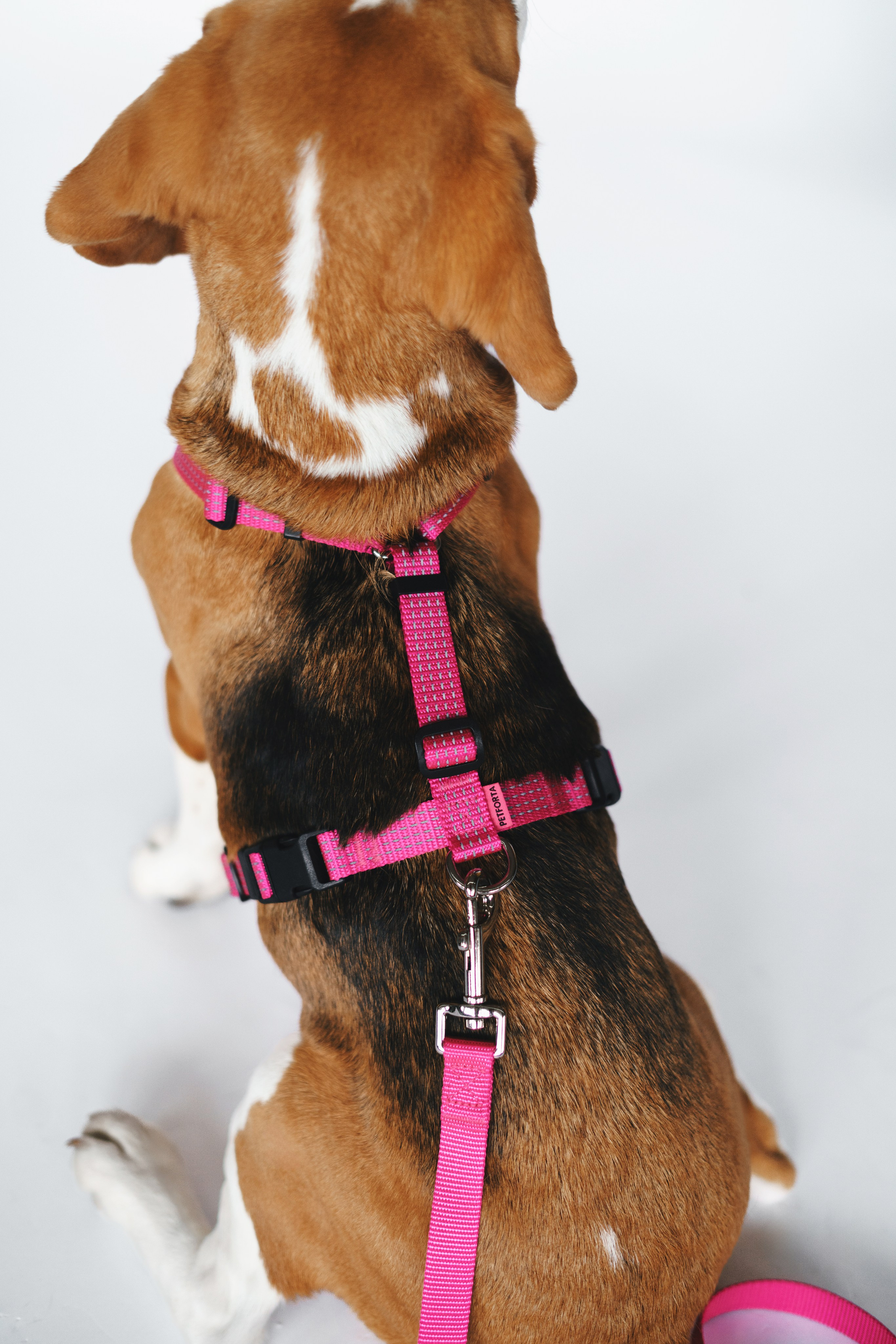 Шлейки Petforta. Фотограф анималист Осипчикова Мария