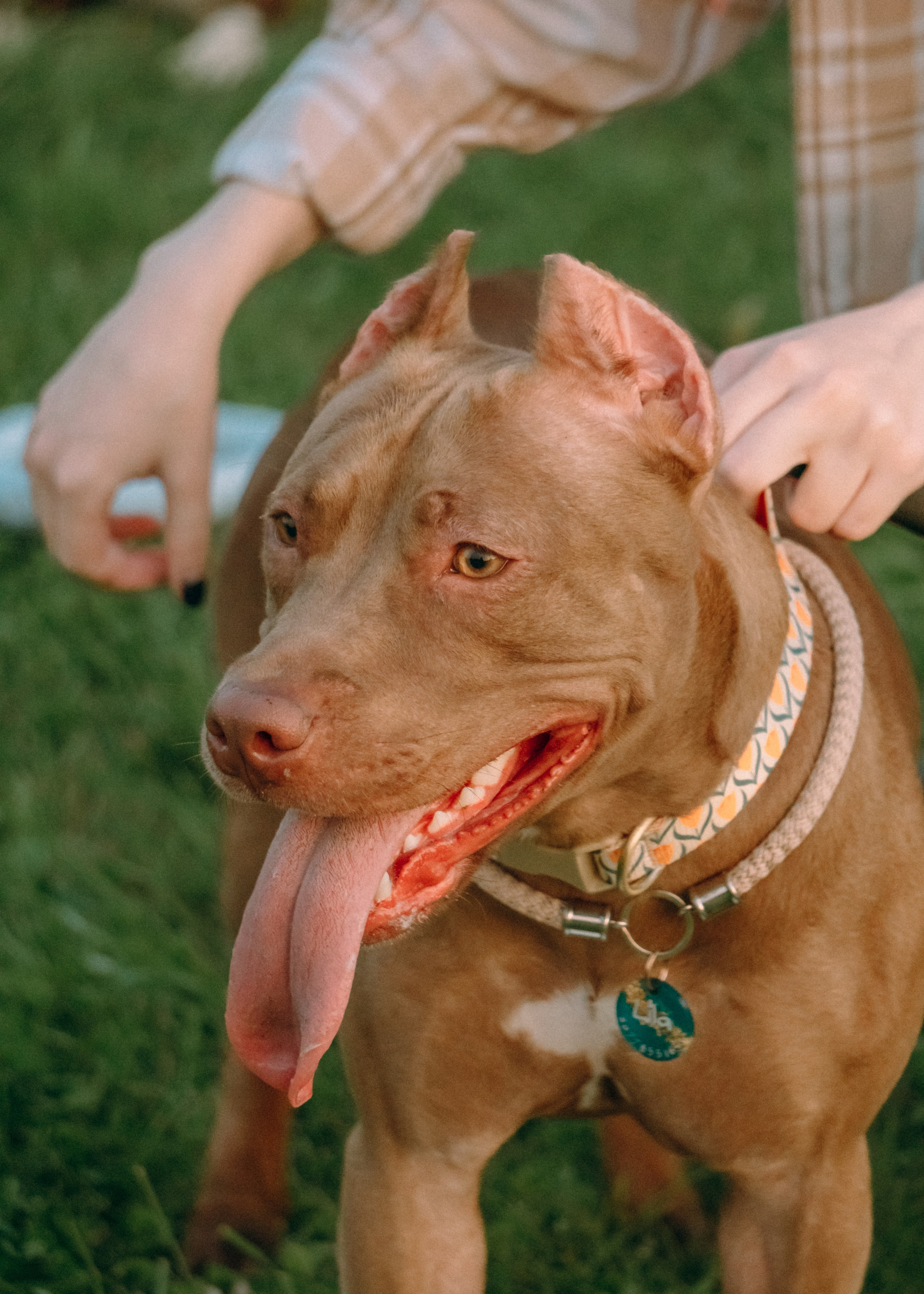 Виолетта, Лила и Питер. Фотограф-анималист Ксения Воробьева, Москва