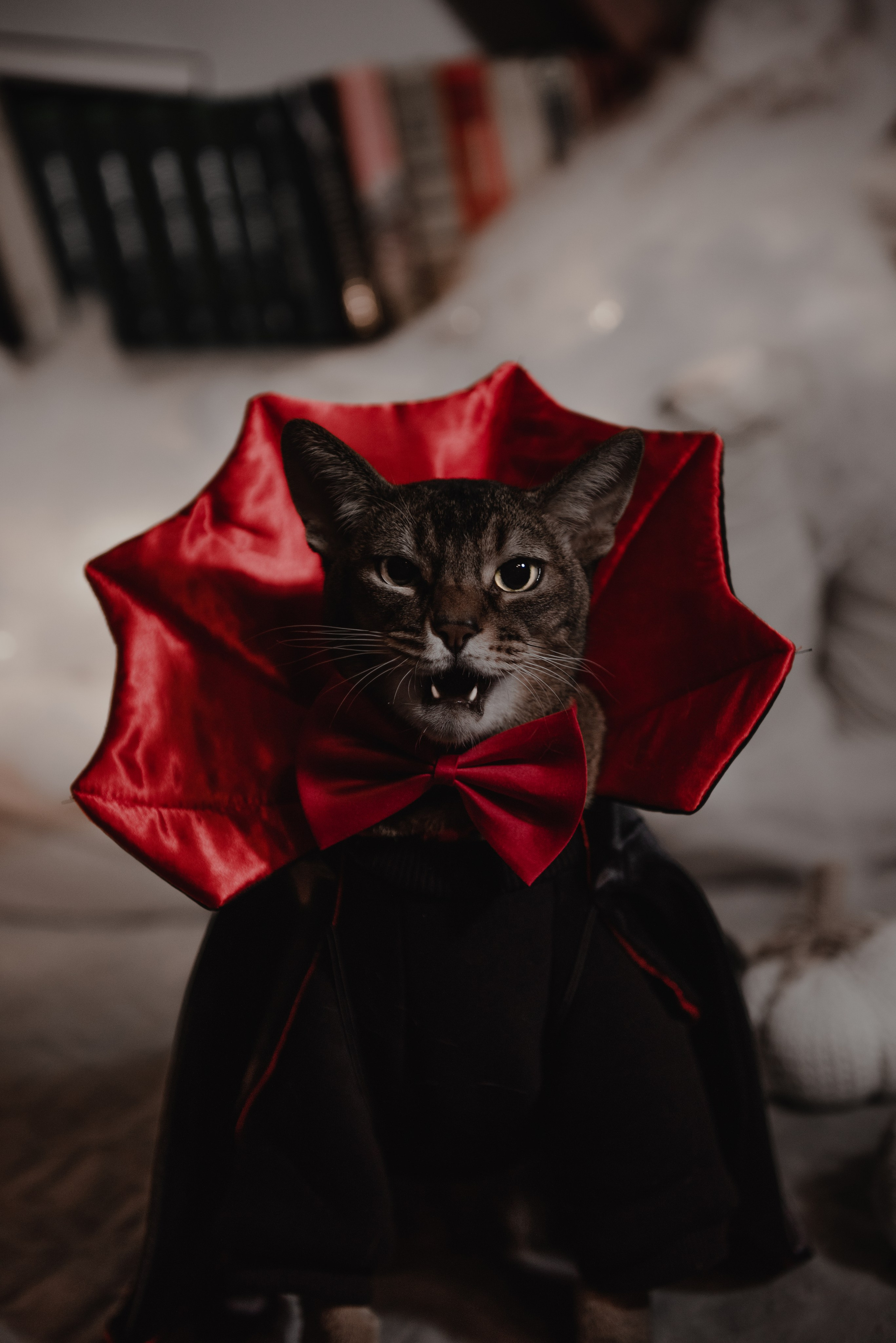 Pets. Фотограф в Москве Daria Lens