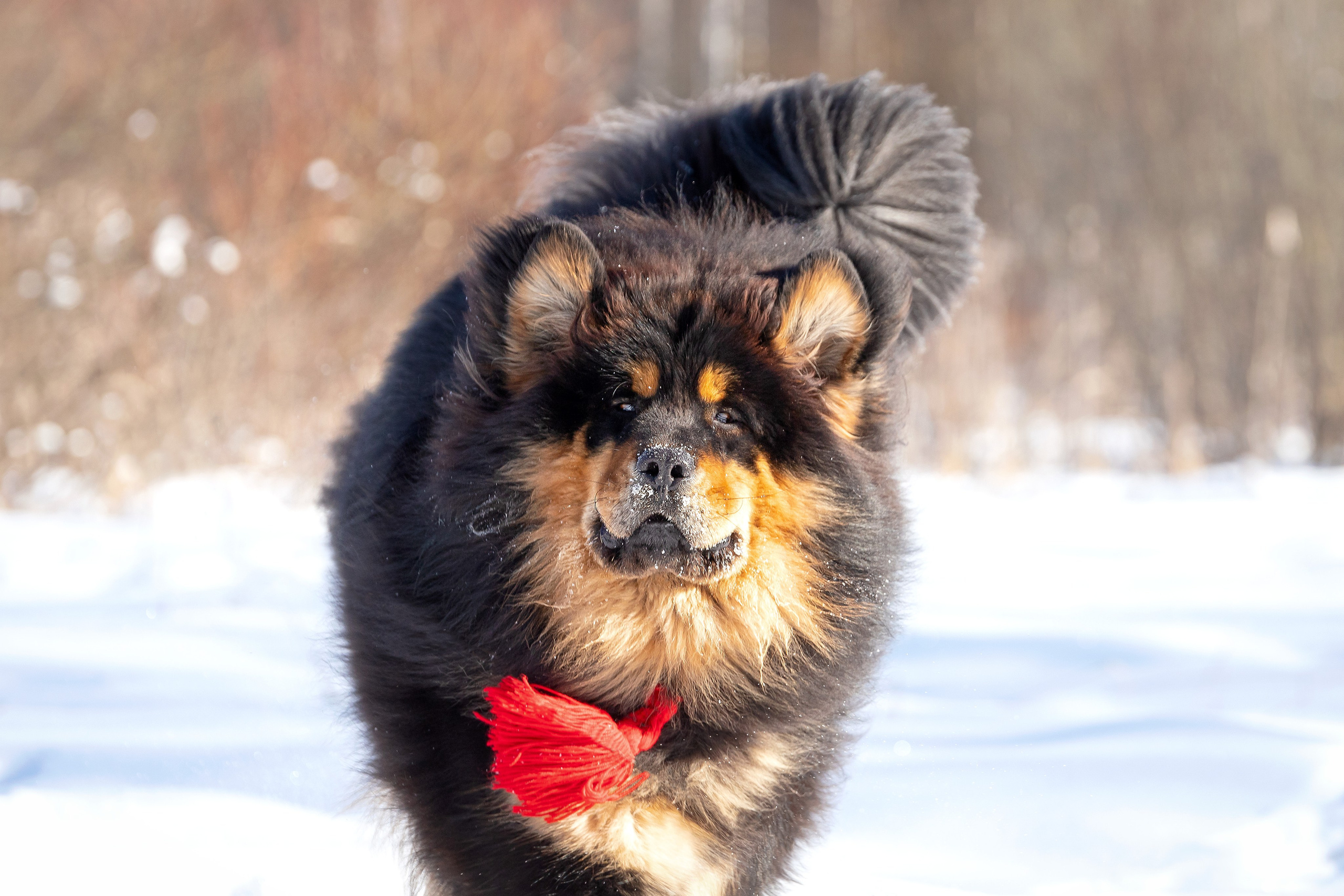 Самбу. Юлия Микульская. Рыбинск