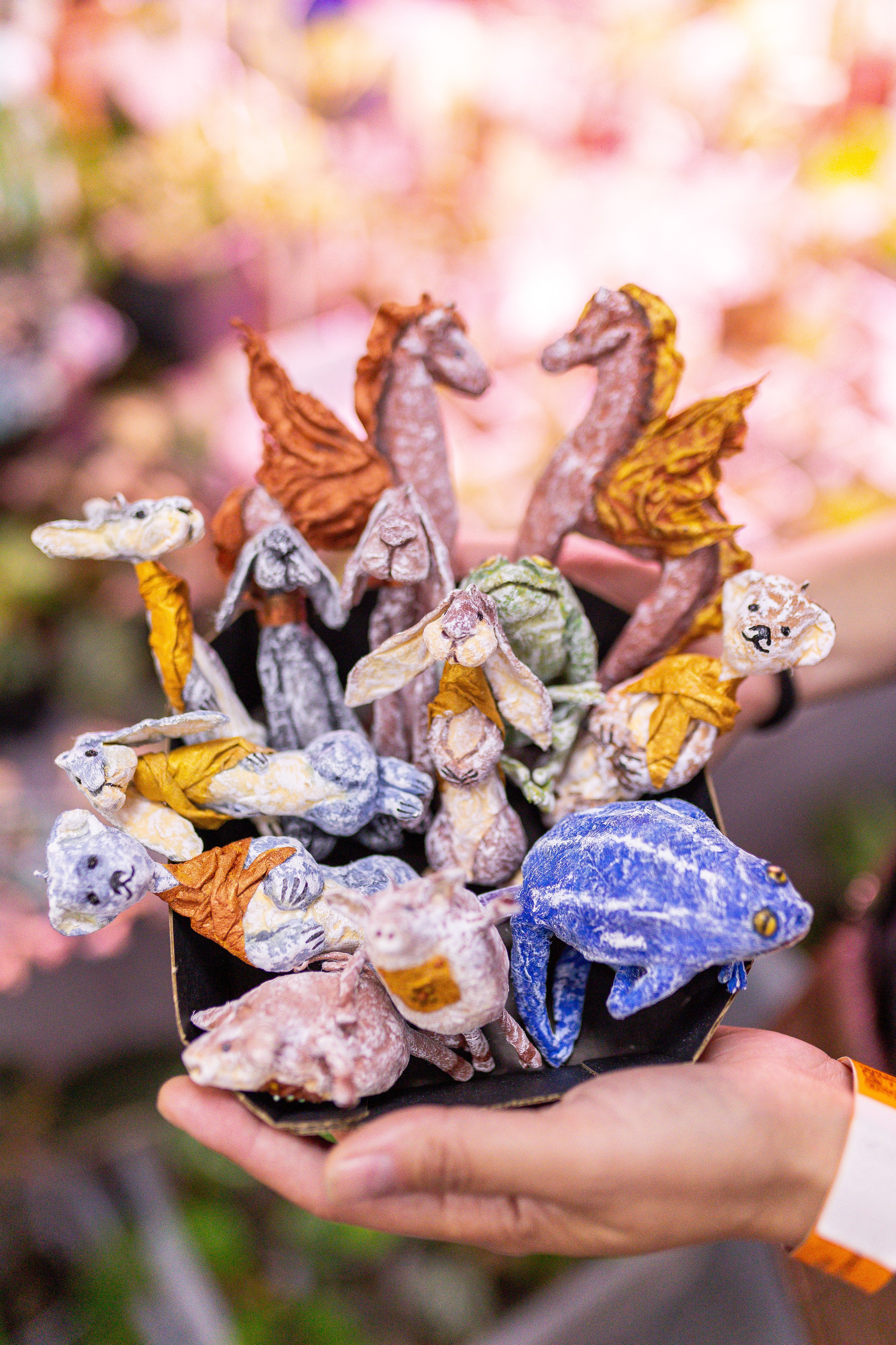 Орхидиум май 2025. Александра Куликова фотограф, Москва