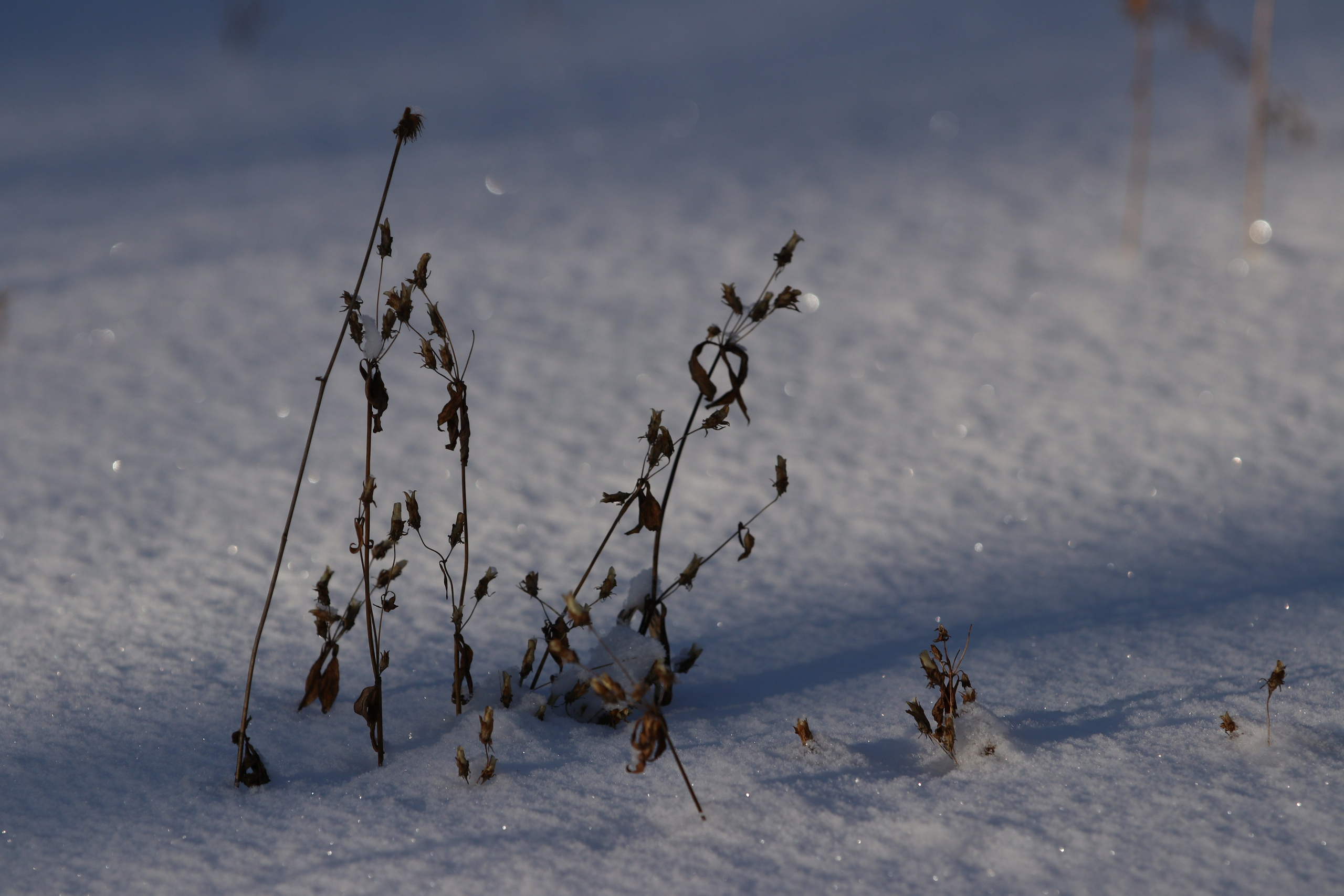 Аршан. Январь 2024. Путешественник-фотограф из Санкт-Петербурга Татьяна Свистулина