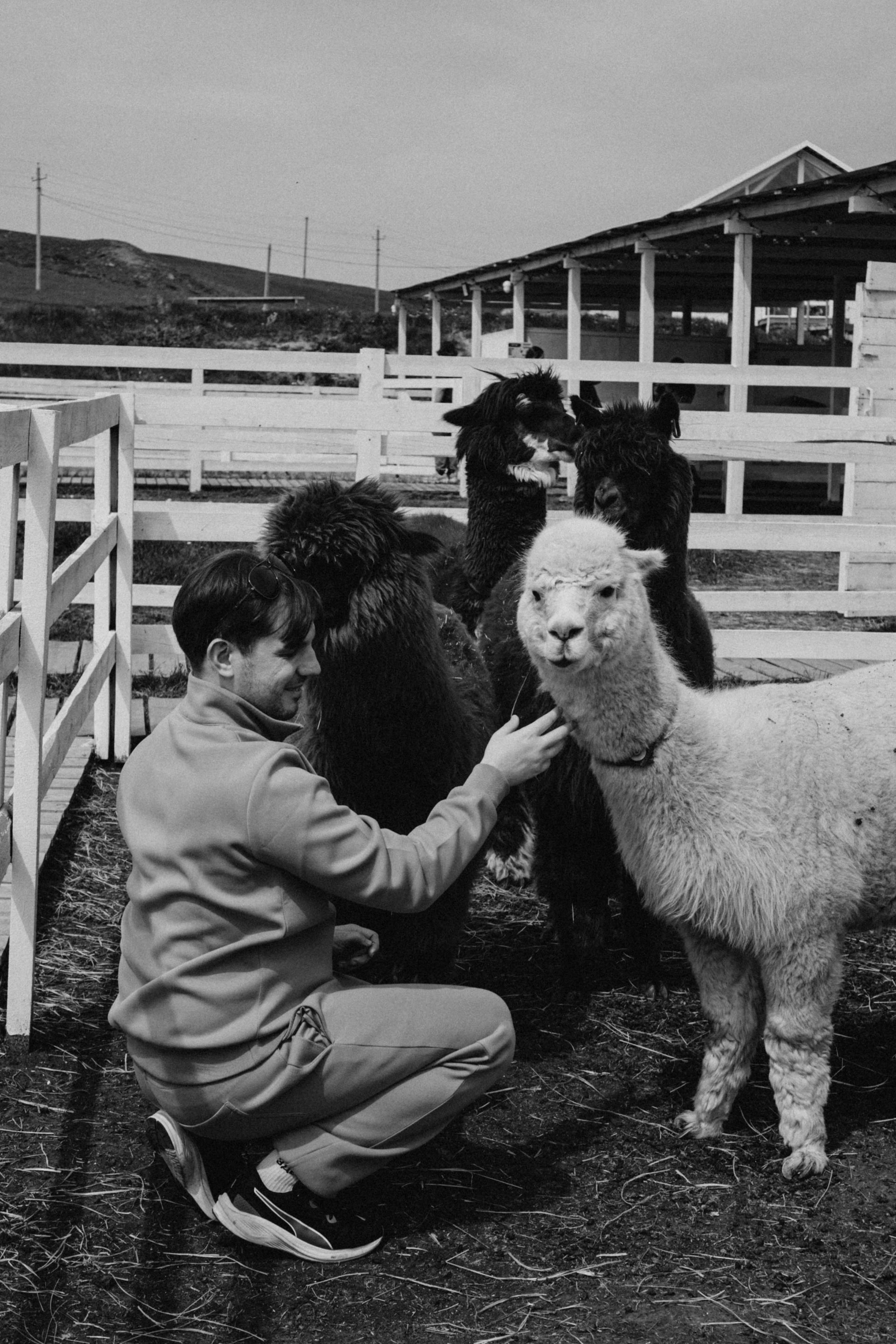Ферма Альпак. Профессиональный фотограф, Санкт-Петербург — Виктория Богомолова