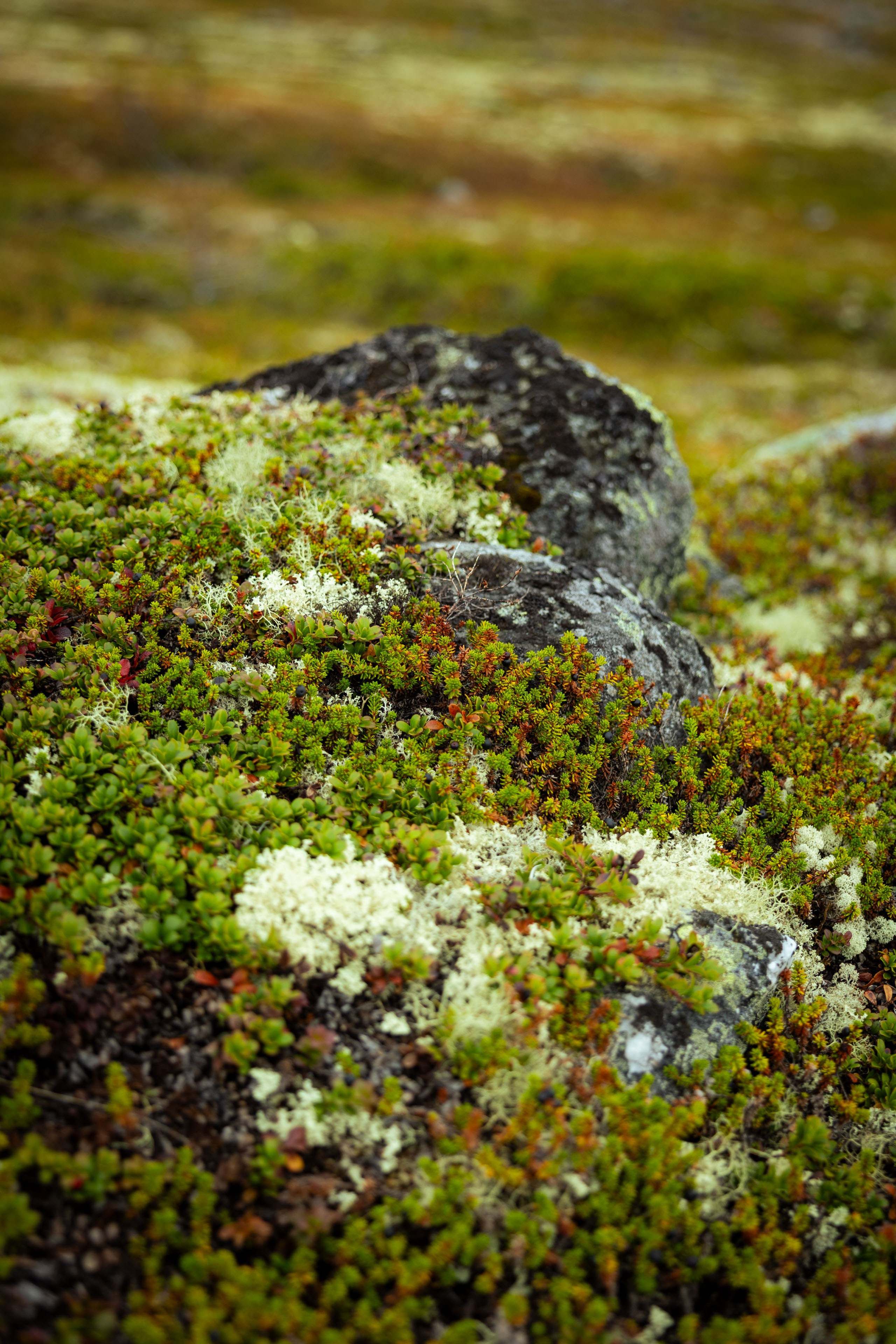 Кольский (осень 2025). Фотограф Виноградов Константин