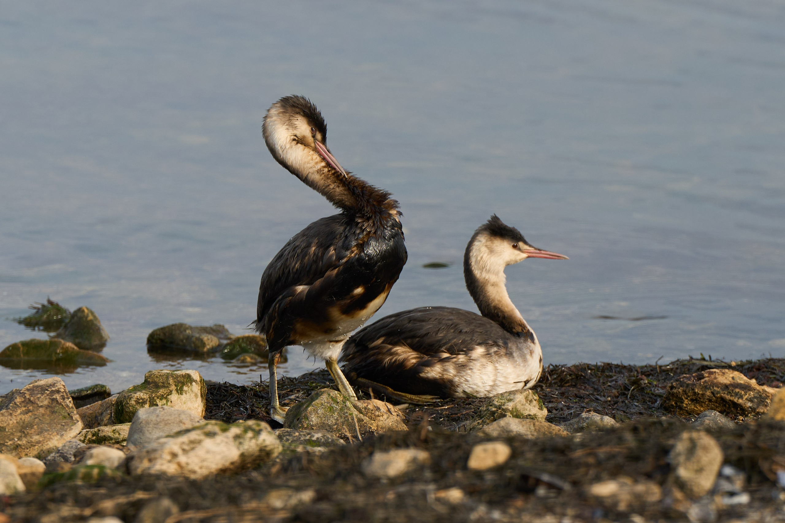 Black Sea. Ksenia Arefieva