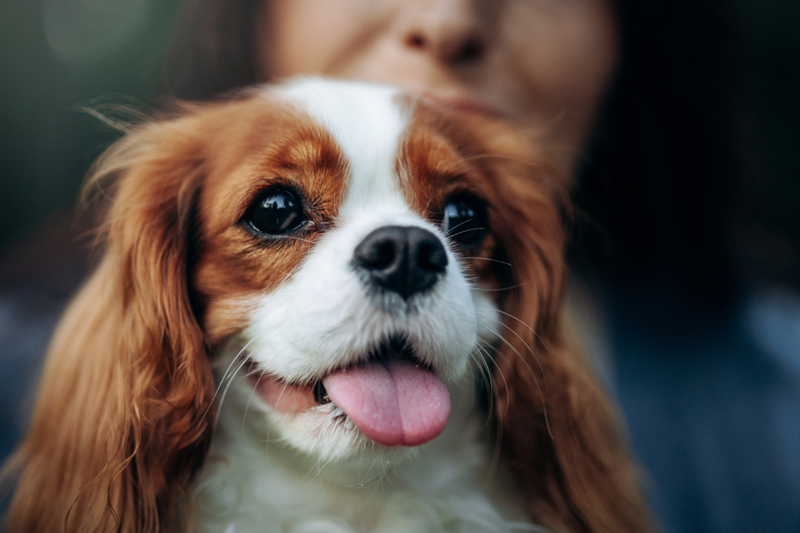 Юлия и Мия. Фотограф — Анималист | Санкт-Петербург