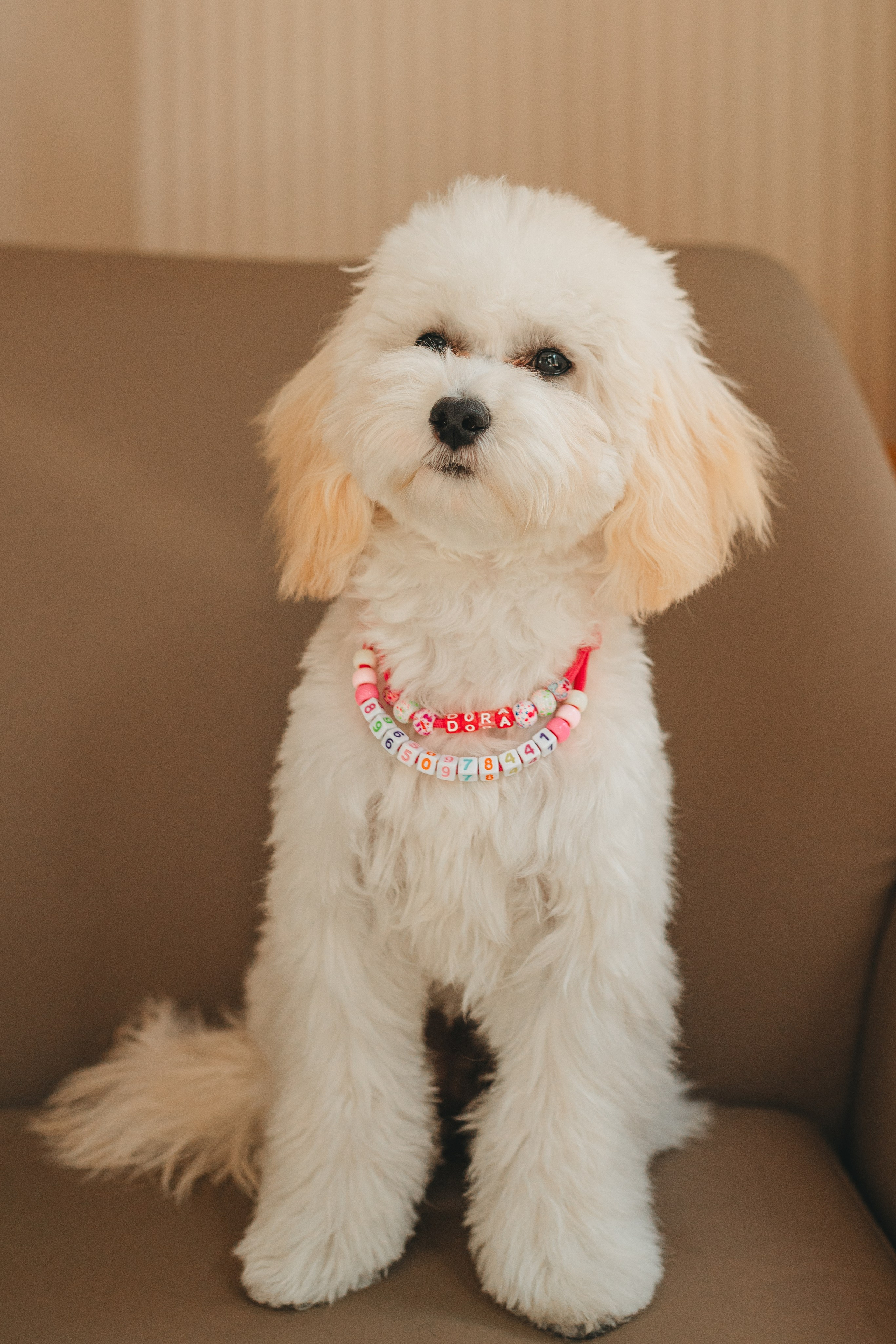 Груминг — салон. Фотограф анималист Осипчикова Мария