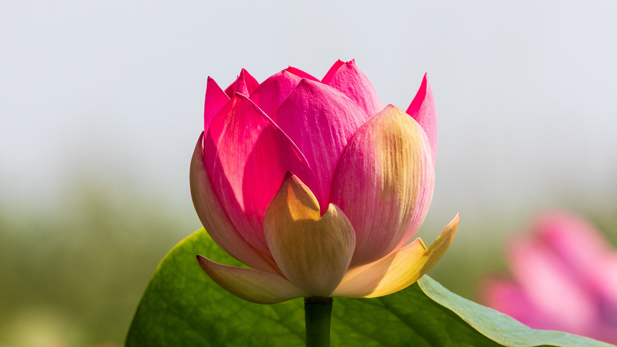 ЛОТОСЫ. Фотограф Владимир Роля