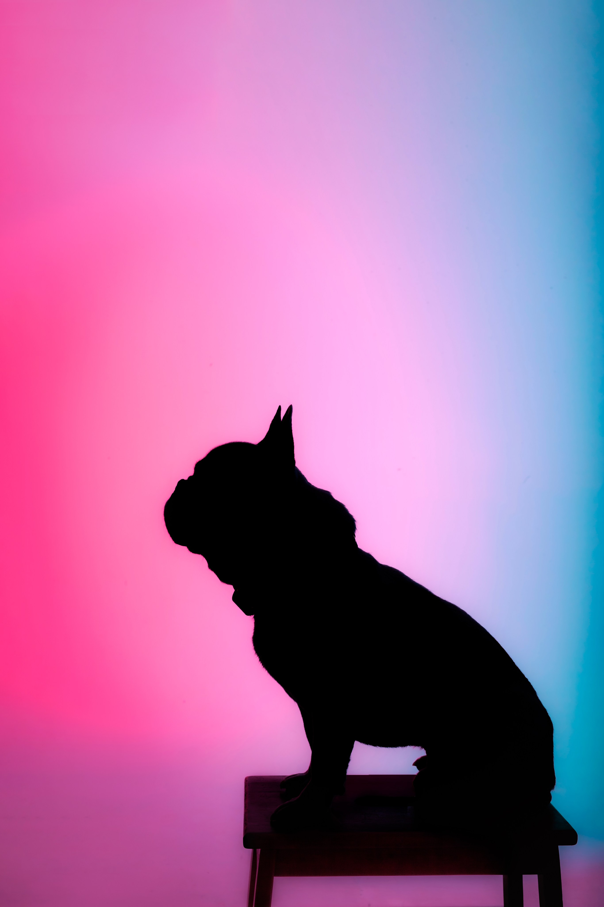 Студийная фотосессия с цветным светом. Фотограф-анималист Татьяна Степанова