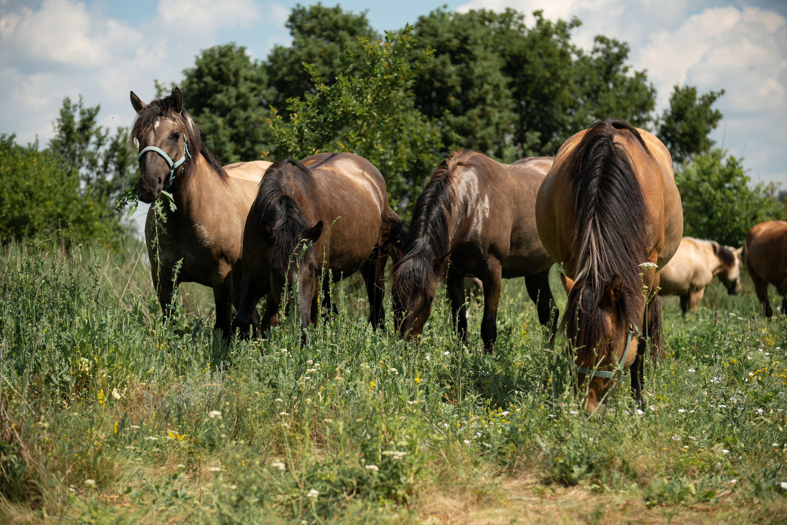 Купала в Родославном. Конный фотограф в Саратове Юлия Иванова