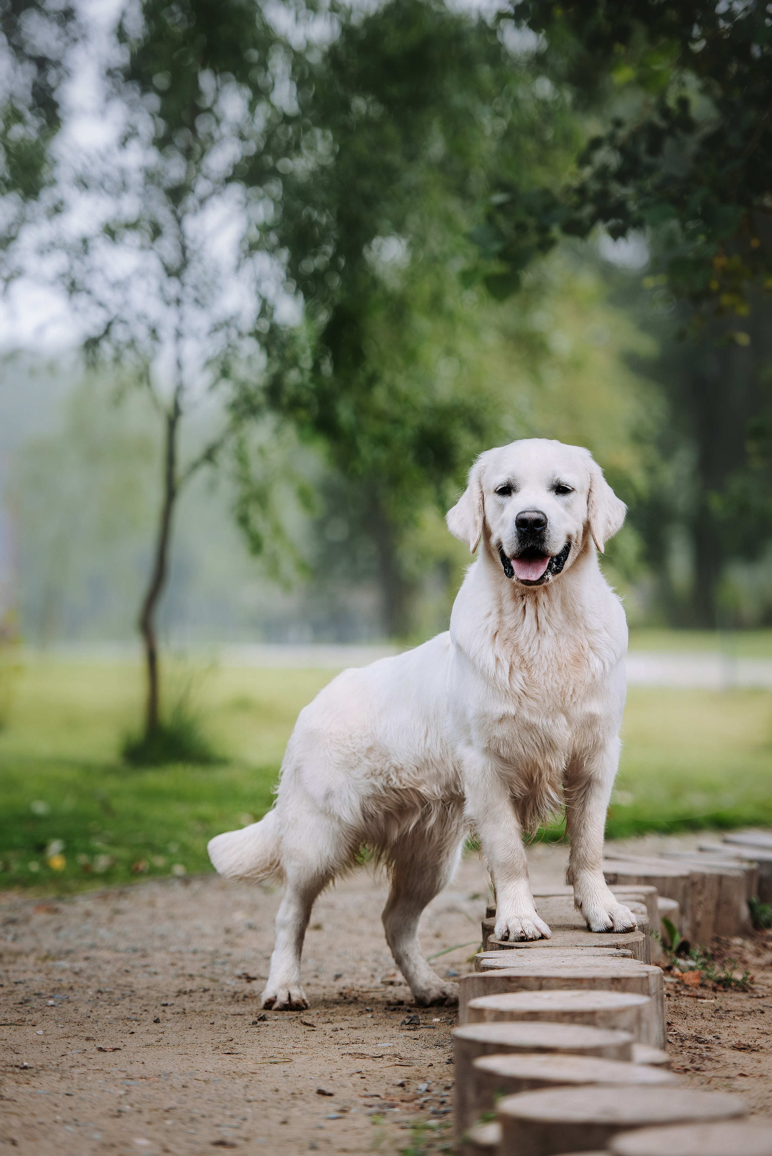 Собаки уличные. Фотограф Диана Оленина Красноярск / Братск