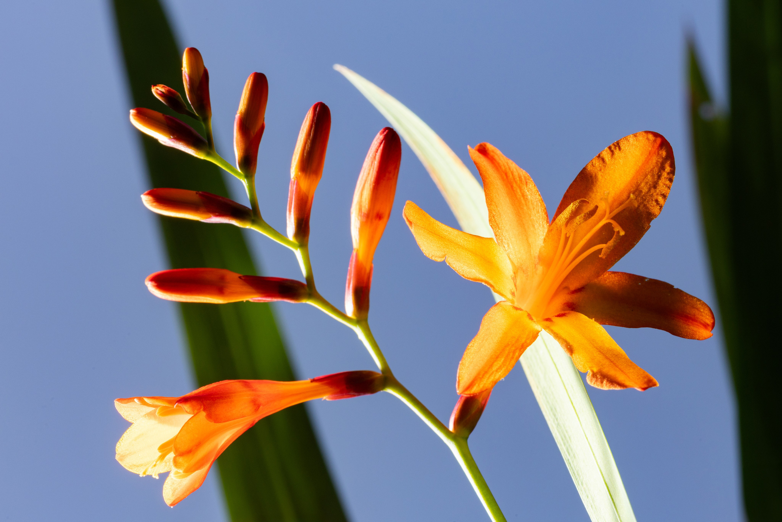 Макро. Фотограф Виктор Степанов