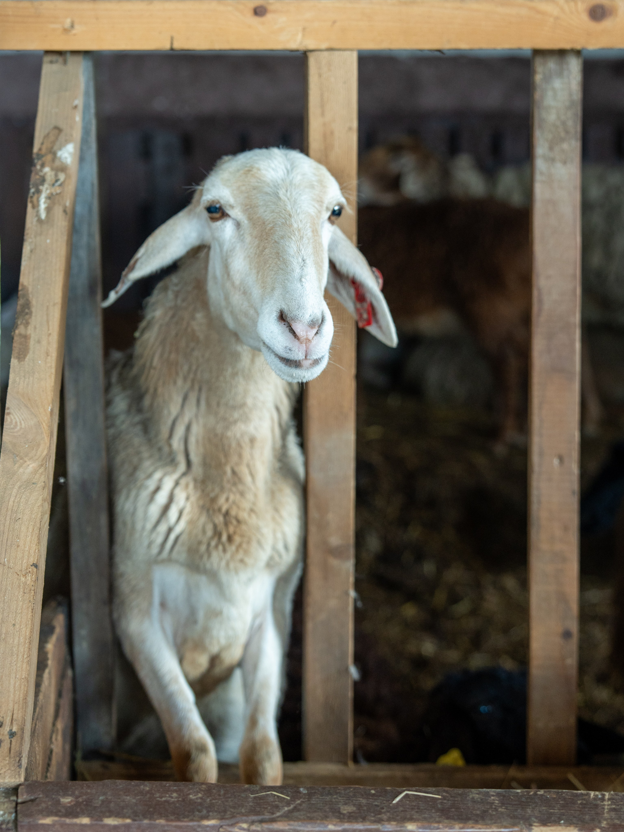 MICE мероприятие на ферме Экзархо. Репортажный фотограф в Красной Поляне и Сочи Павлюченко Екатерина