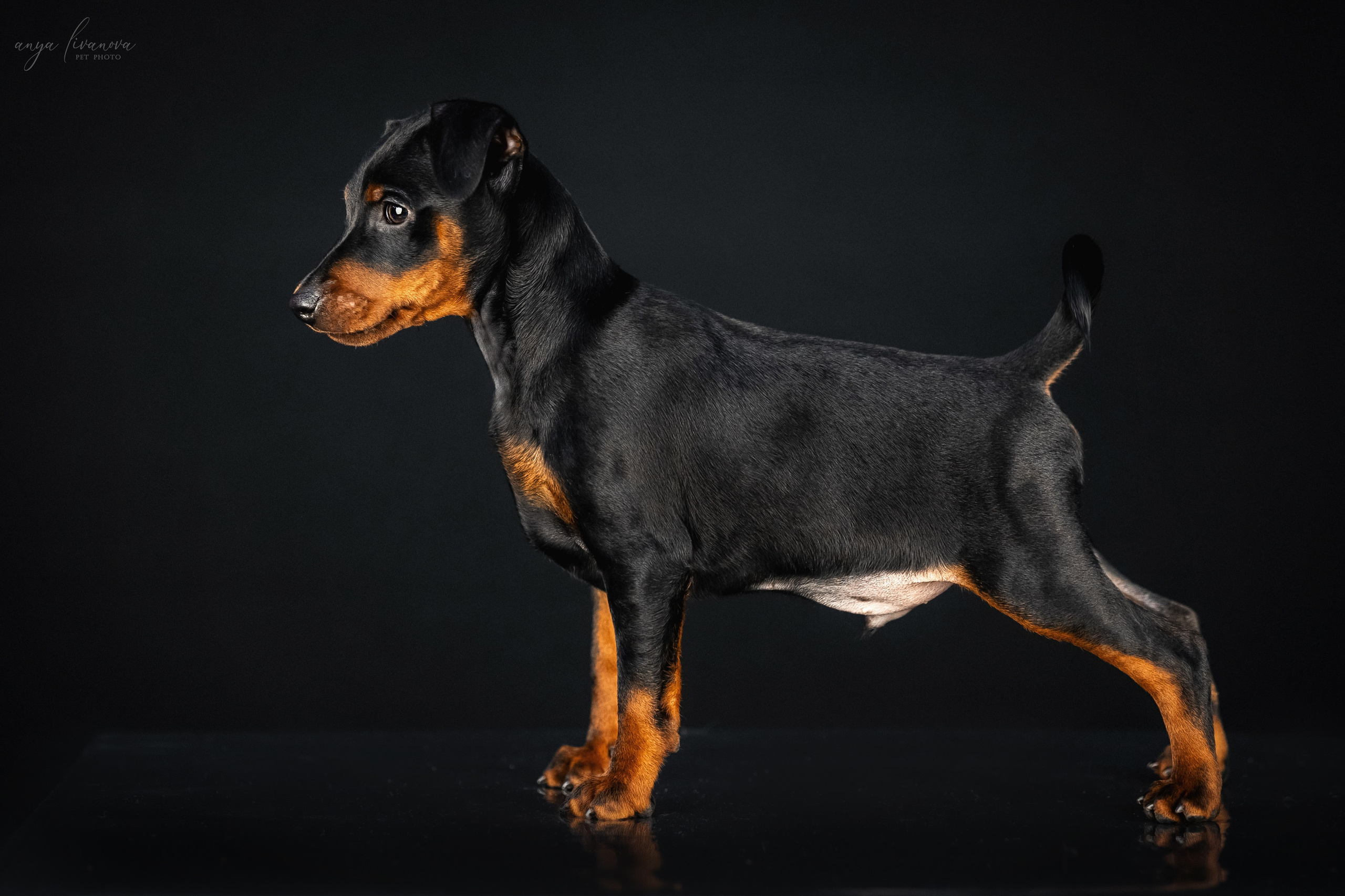 Пинчерята. Фотограф анималист Аня Ливанова | Рыбинск