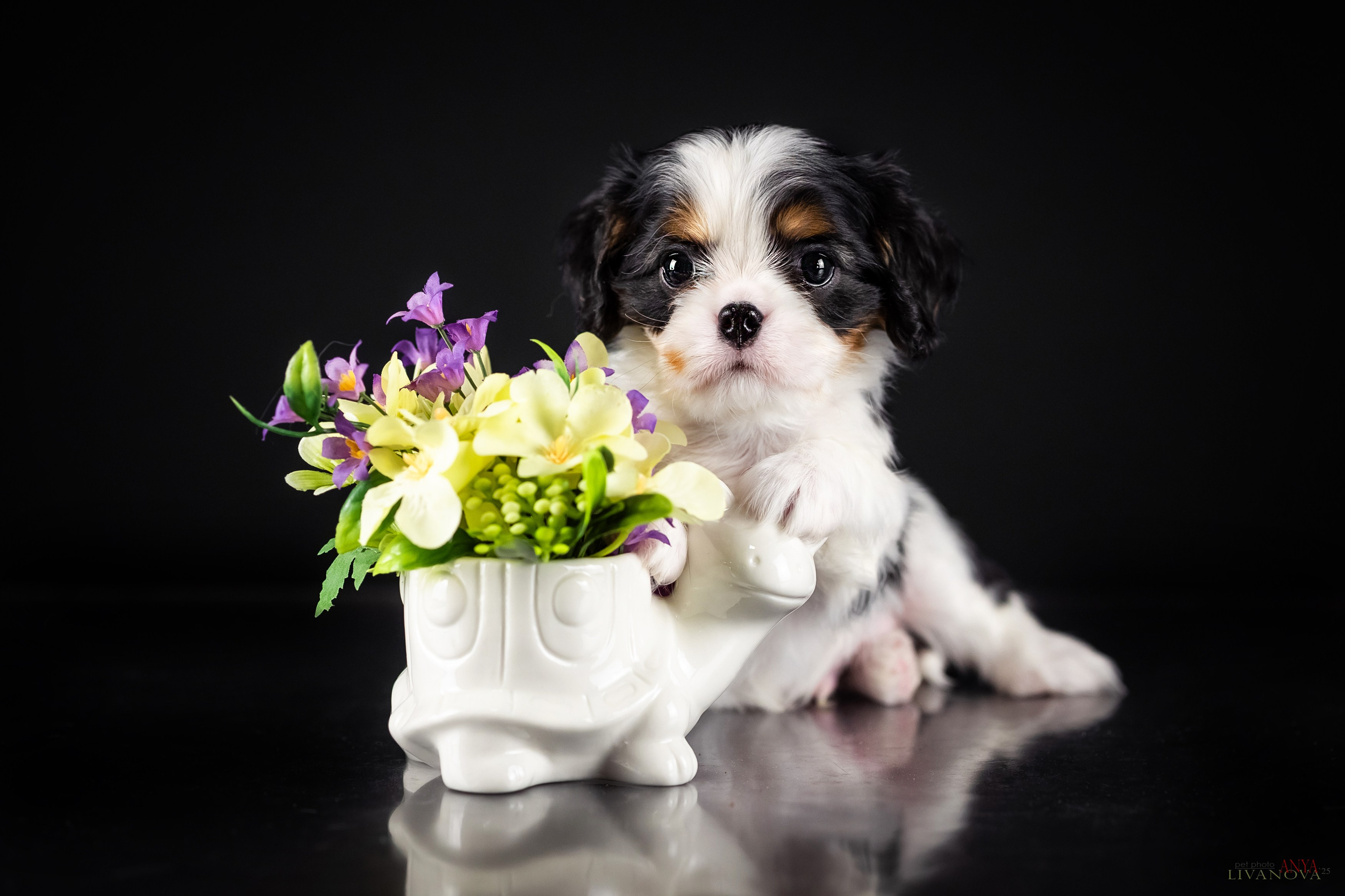Кавалерчики. Фотограф анималист Аня Ливанова | Рыбинск