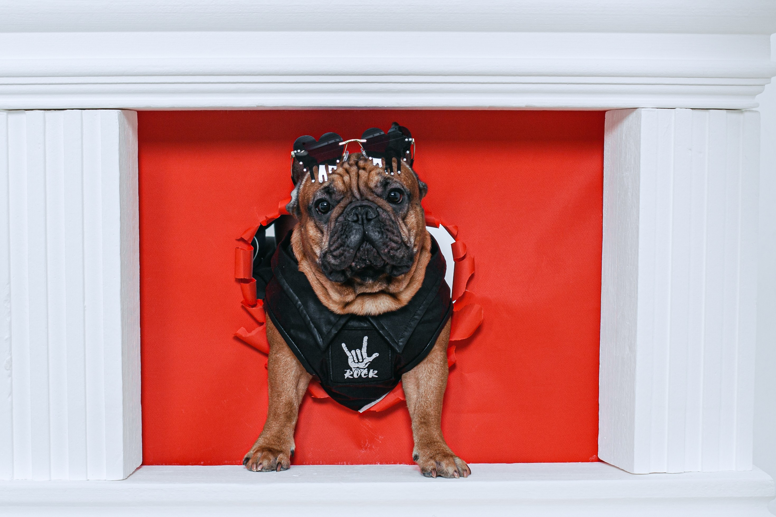 Пижамная вечеринка французских бульдогов и их хозяев. Фотограф-анималист Татьяна Степанова